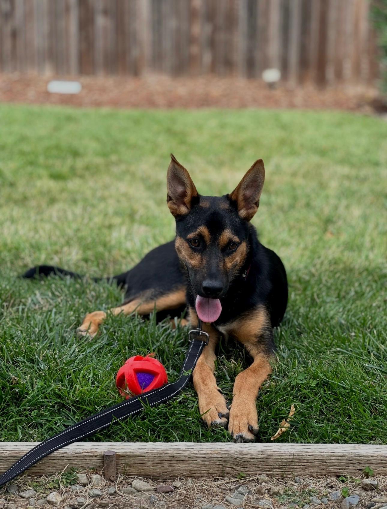 Enlarge Jackson , a Adoptable German Shepherd Dog in Oakland, CA image 2/6