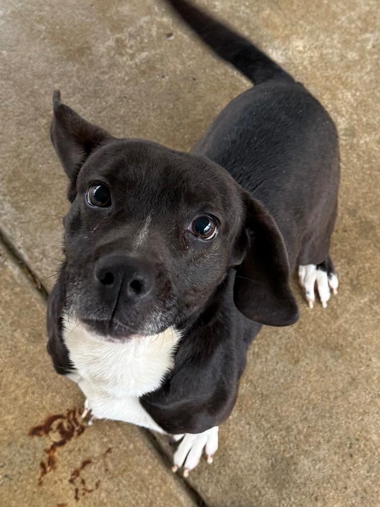 Lynn, Adoptable, Adult Female Staffordshire Bull Terrier & Mixed Breed.