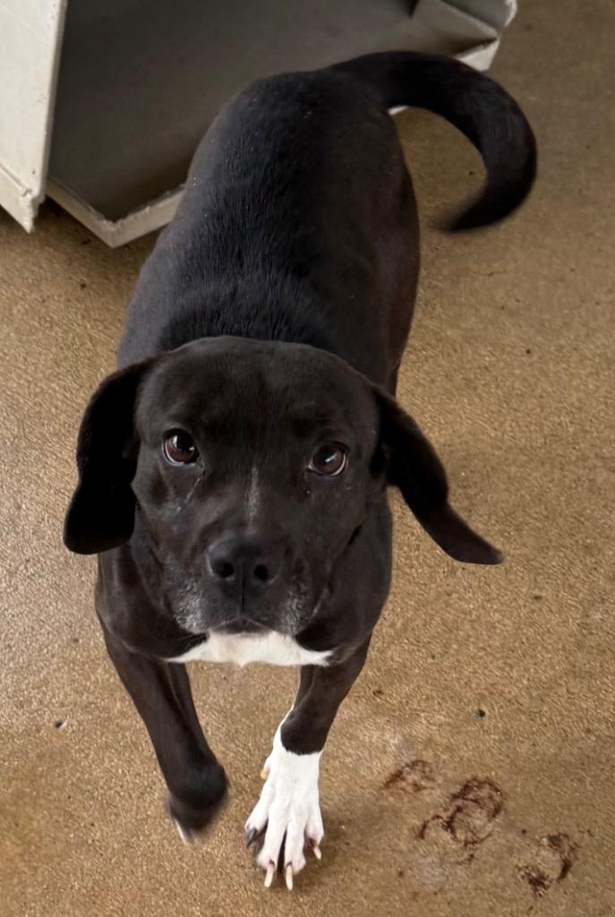 Enlarge Lynn, a Adoptable mixed breed in Fayetteville, TN image 2/2