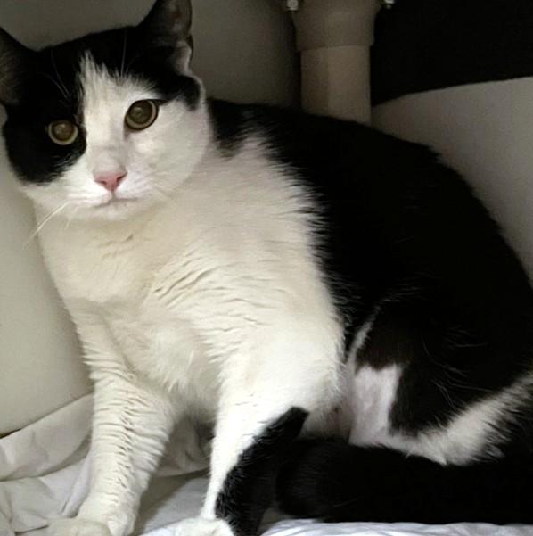 TAMMY, Adoptable, Young Female Domestic Short Hair.