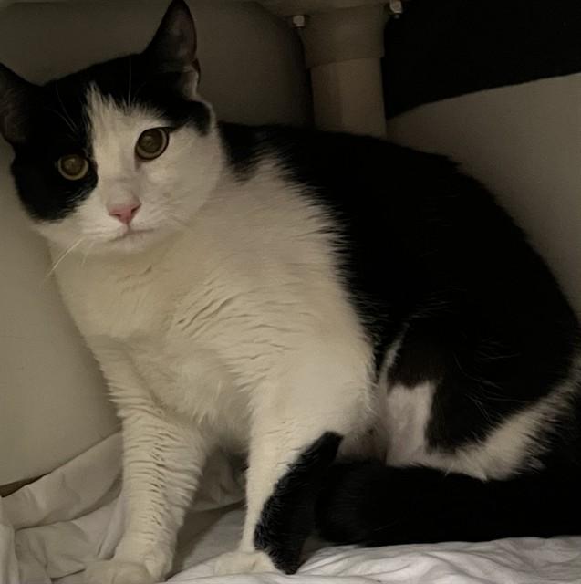 TAMMY, Adoptable, Young Female Domestic Short Hair.