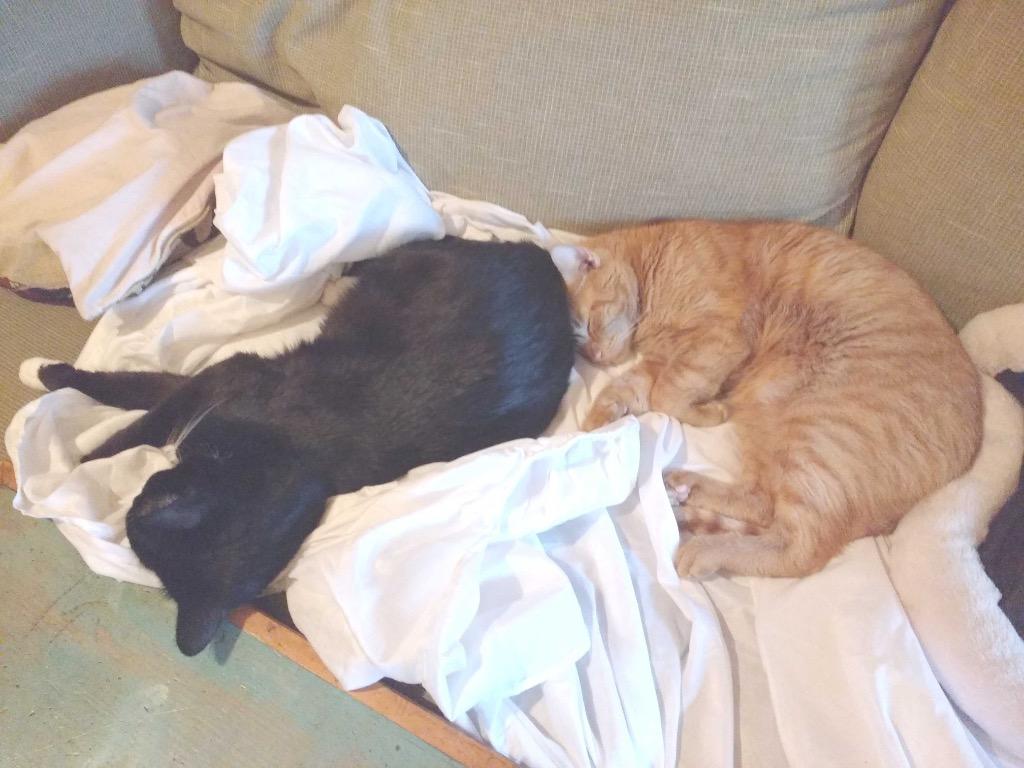 Champ & Bambi: Courtesy Post, Adoptable, Senior Male Domestic Short Hair.
