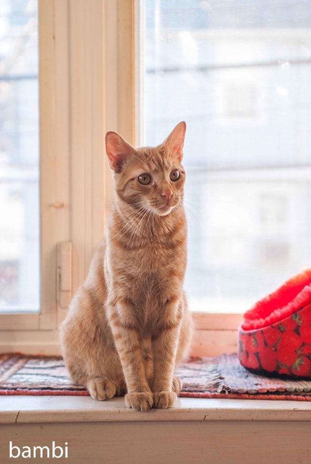 Enlarge Champ & Bambi: Courtesy Post, a Adoptable mixed breed in New York, NY image 3/6
