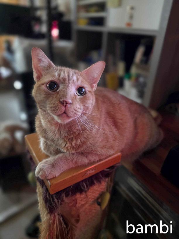 Enlarge Champ & Bambi: Courtesy Post, a Adoptable mixed breed in New York, NY image 5/6
