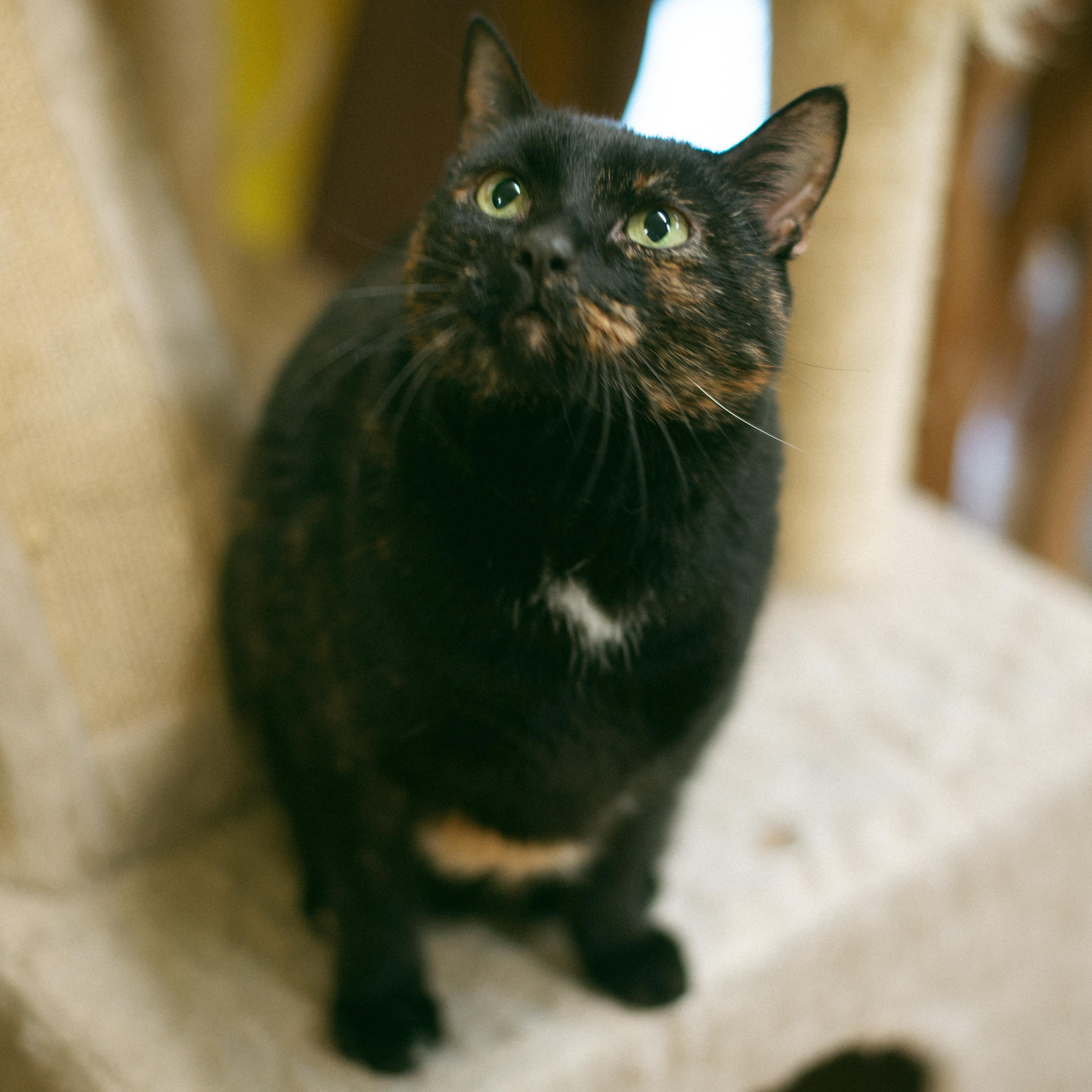Enlarge Tucker, a Adoptable mixed breed in Thayne, WY image 1/4