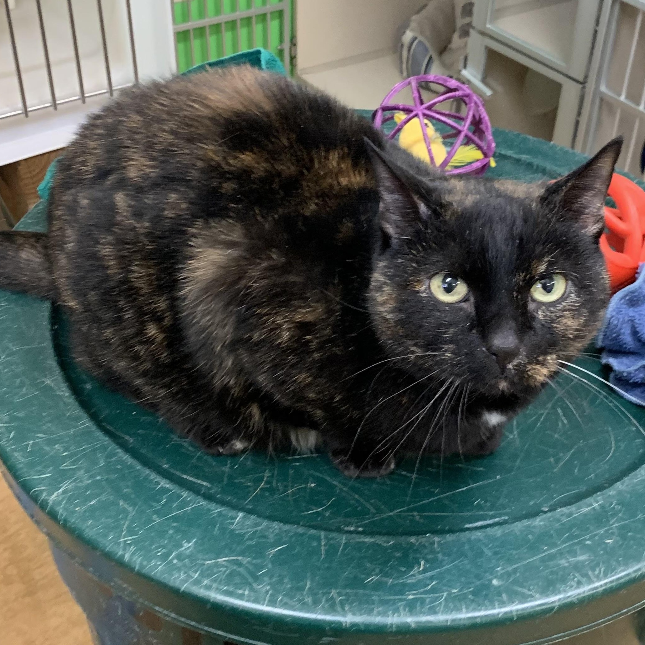 Tucker, Adoptable, Senior Female Domestic Short Hair.