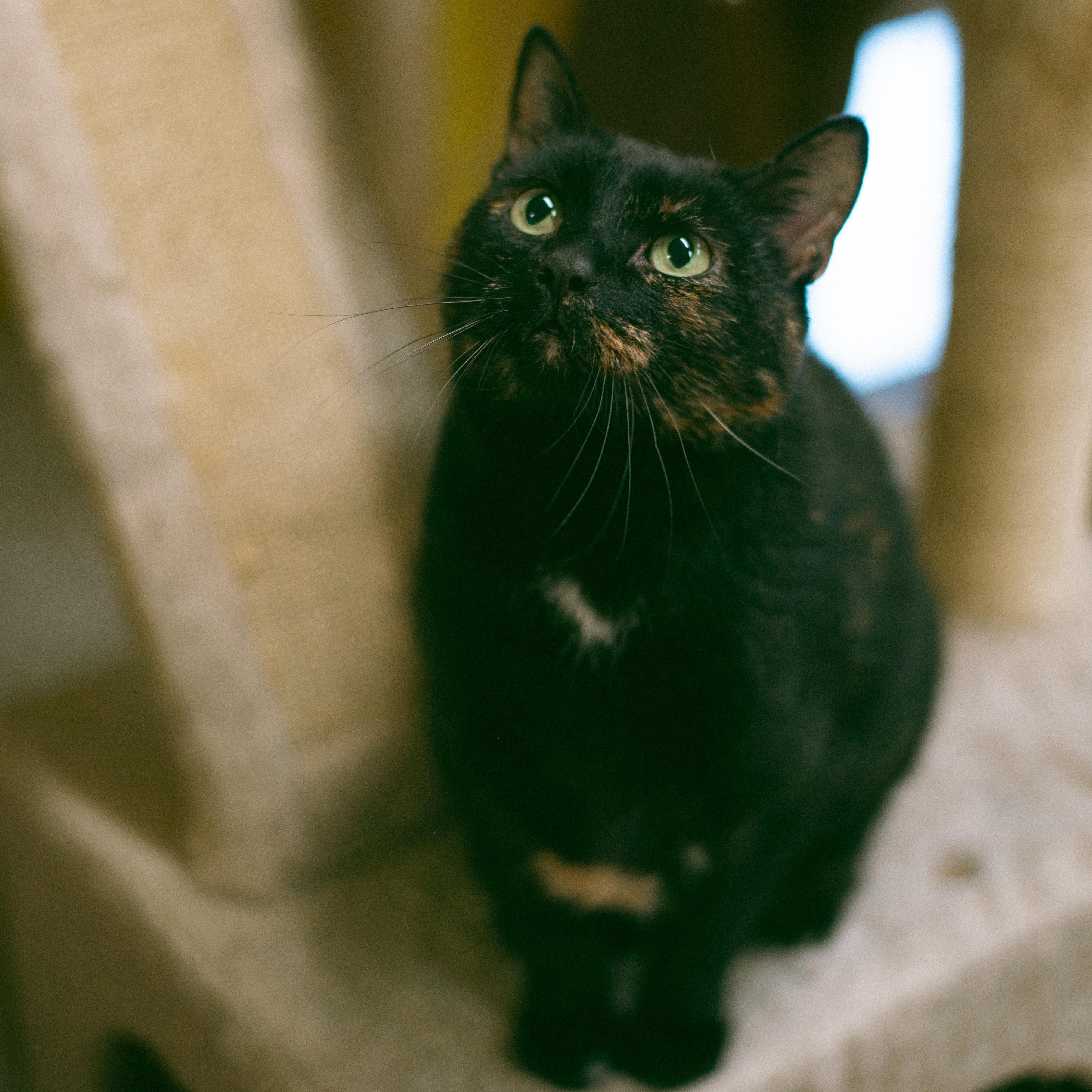 Enlarge Tucker, a Adoptable mixed breed in Thayne, WY image 3/4