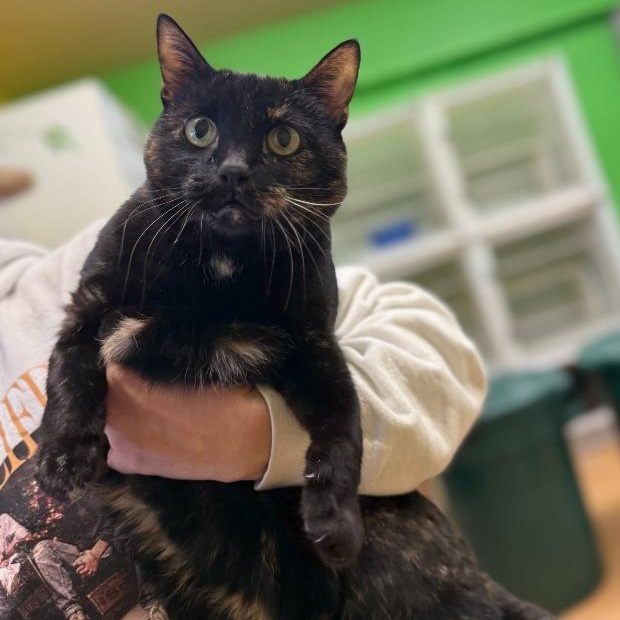 Tucker, Adoptable, Senior Female Domestic Short Hair.