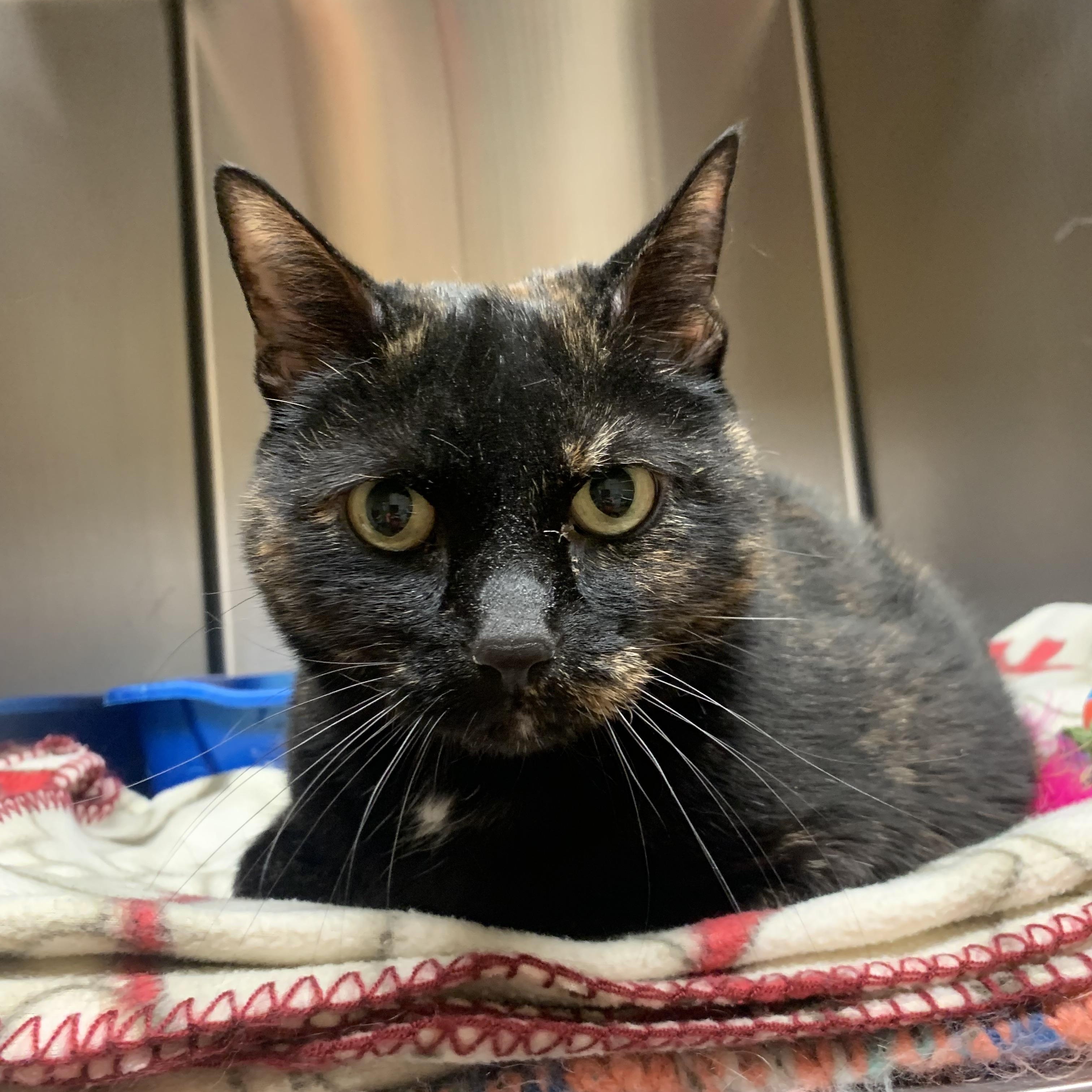 Enlarge Tucker, a Adoptable mixed breed in Thayne, WY image 4/4