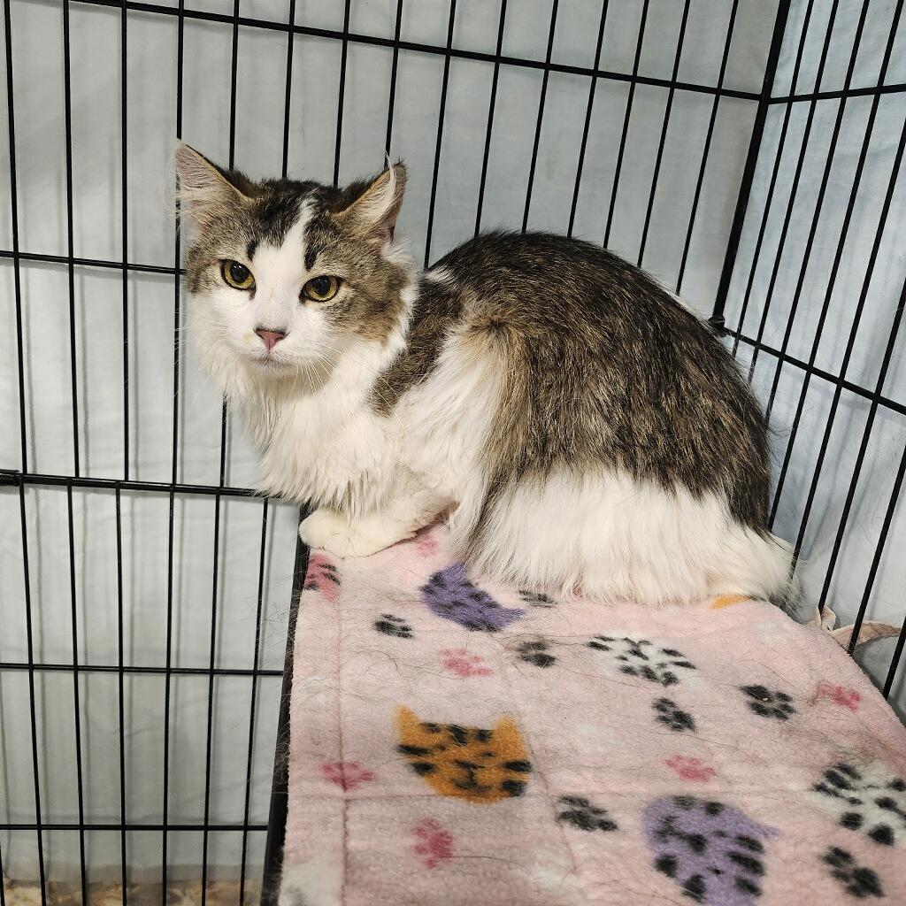 Sunshine, ADOPTABLE, Adult Female Domestic Long Hair.