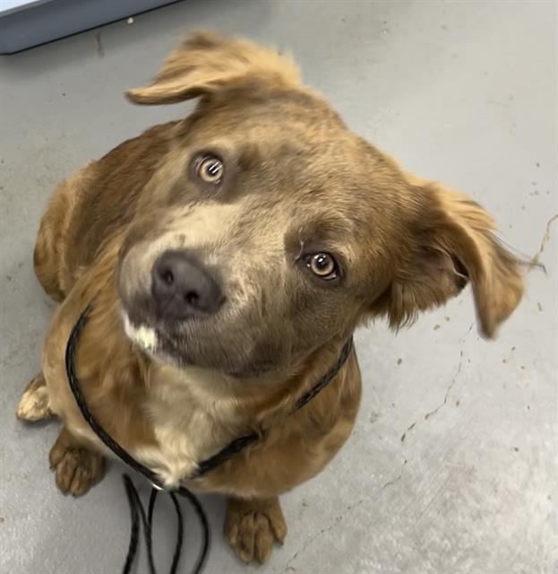 VOGUE, Adoptable, Young Male German Shepherd Dog & Mixed Breed.
