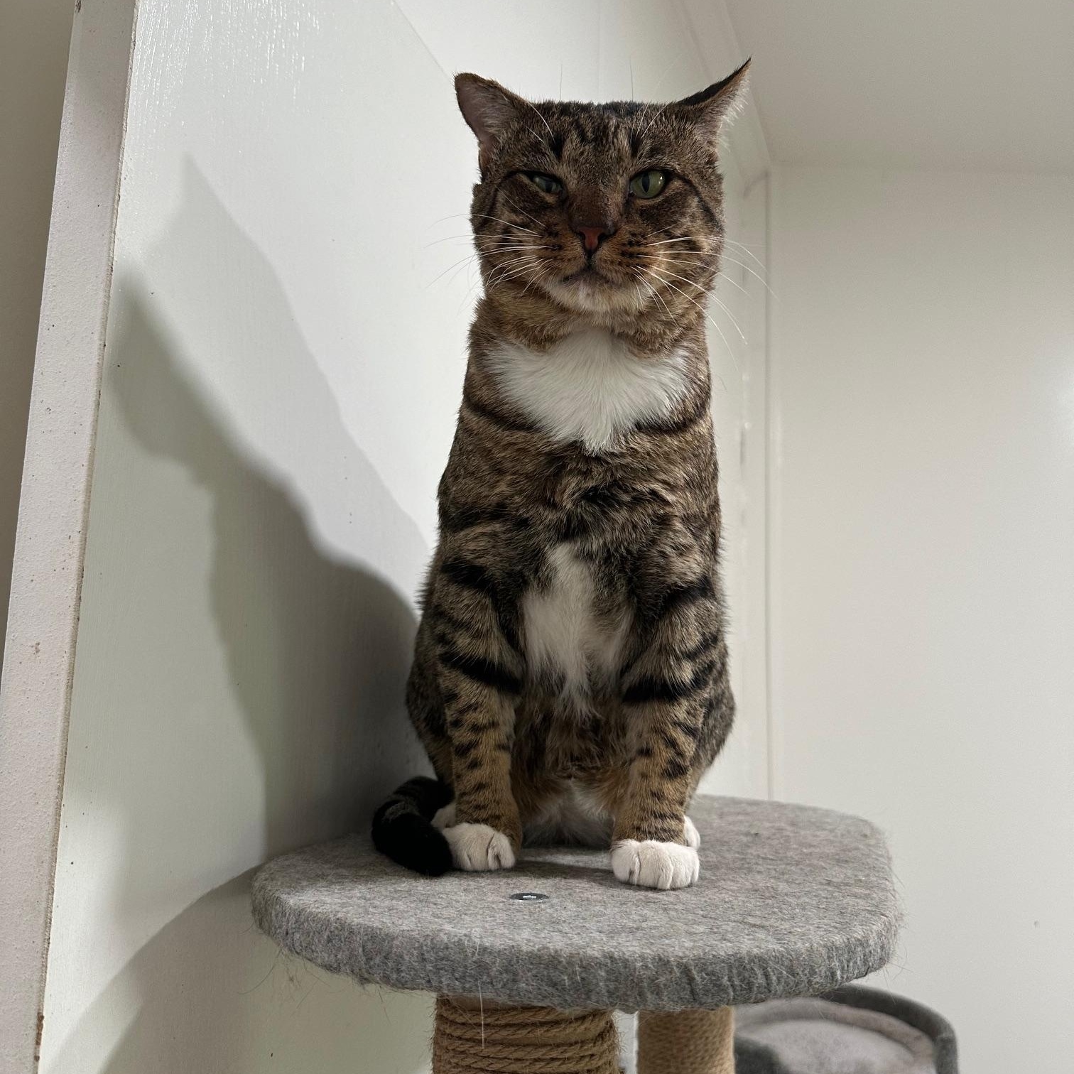 Bixby, a Adopted Domestic Short Hair in Tracy, CA image 4/4