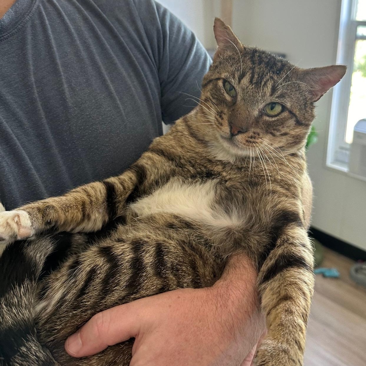 Bixby, a Adopted Domestic Short Hair in Tracy, CA image 3/4