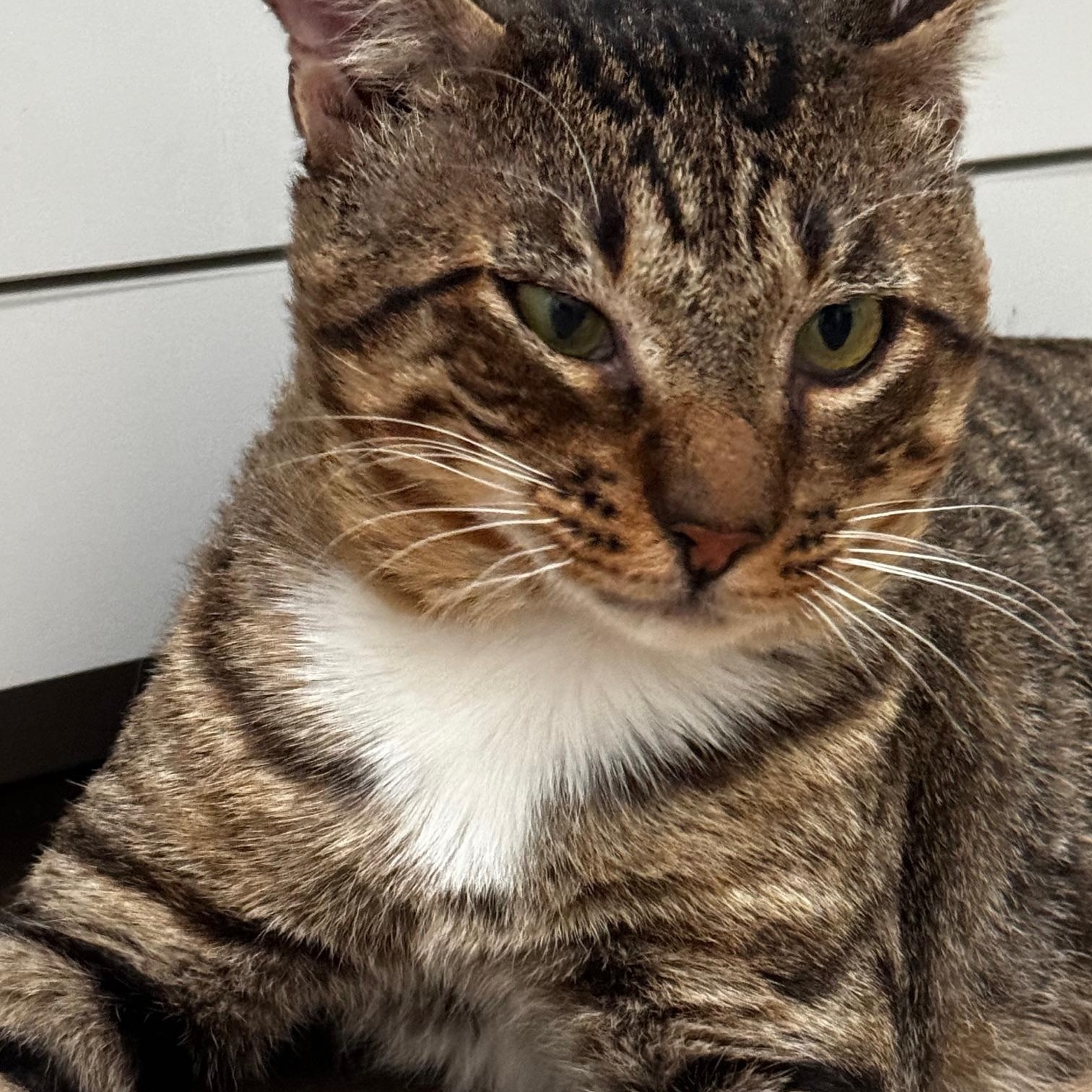Bixby, Adopted, Adult Male Domestic Short Hair.