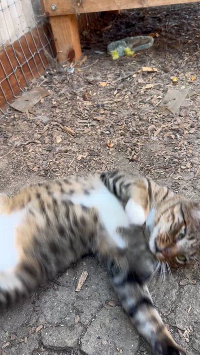 Enlarge Bixby, a Adopted Domestic Short Hair in Tracy, CA video 2/4