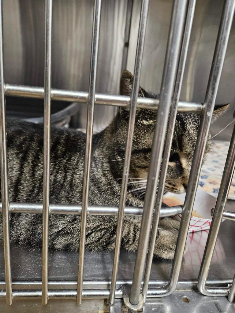 Avery, Adoptable, Young Male Domestic Short Hair.