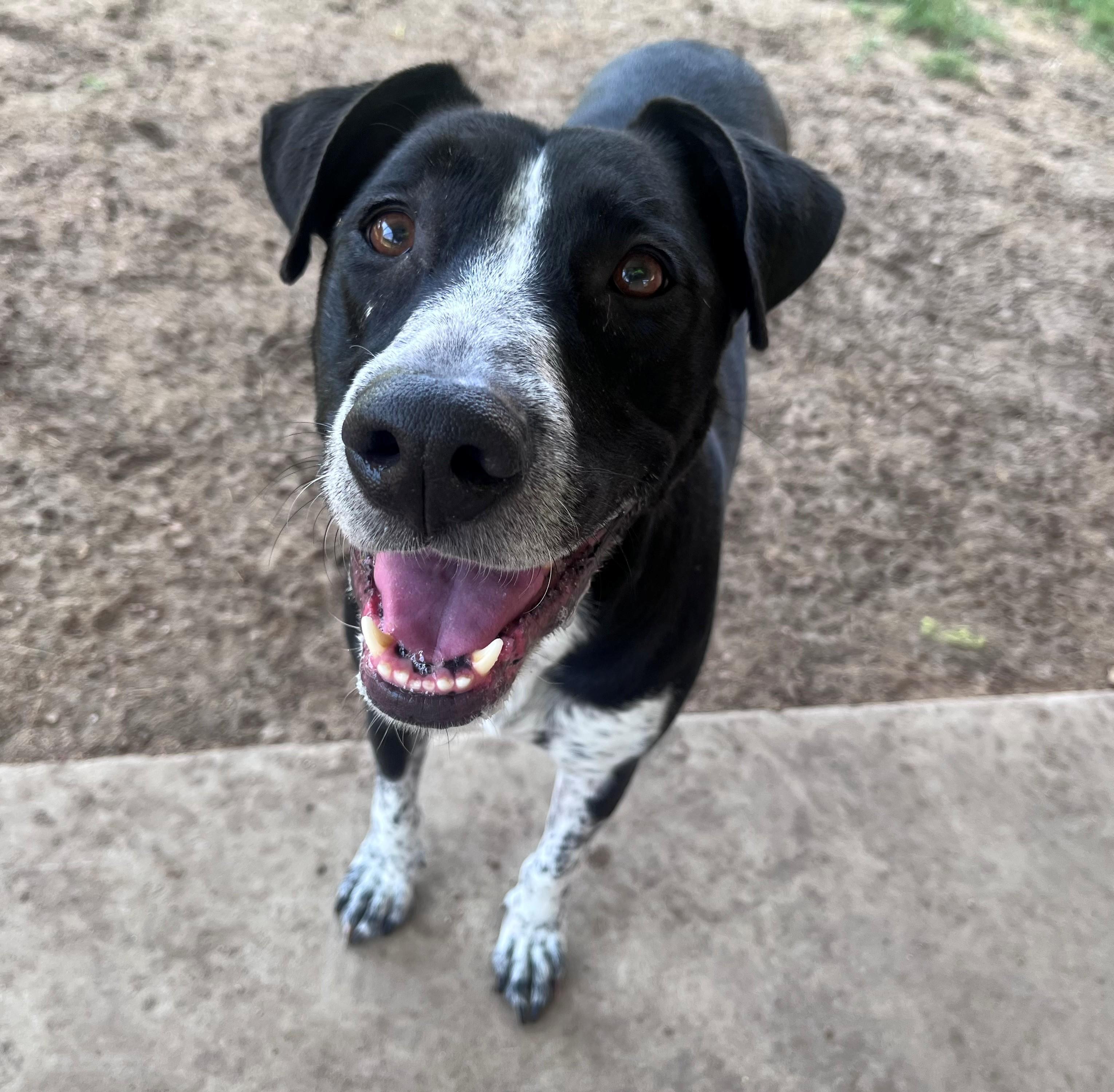 Enlarge Honey A218843 VIP, a Adoptable mixed breed in Plano, TX image 3/6