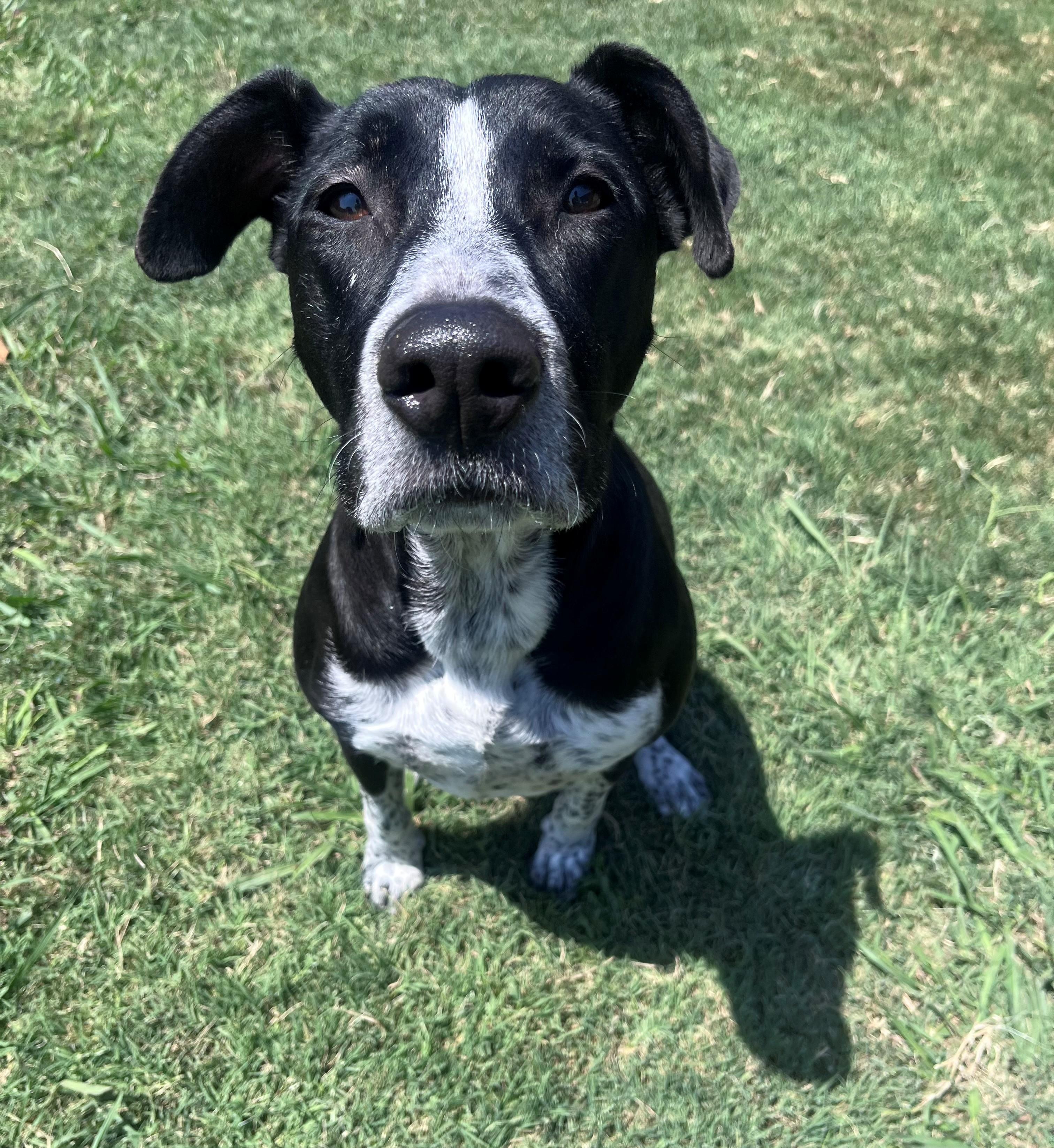Enlarge Honey A218843 VIP, a Adoptable mixed breed in Plano, TX image 4/6