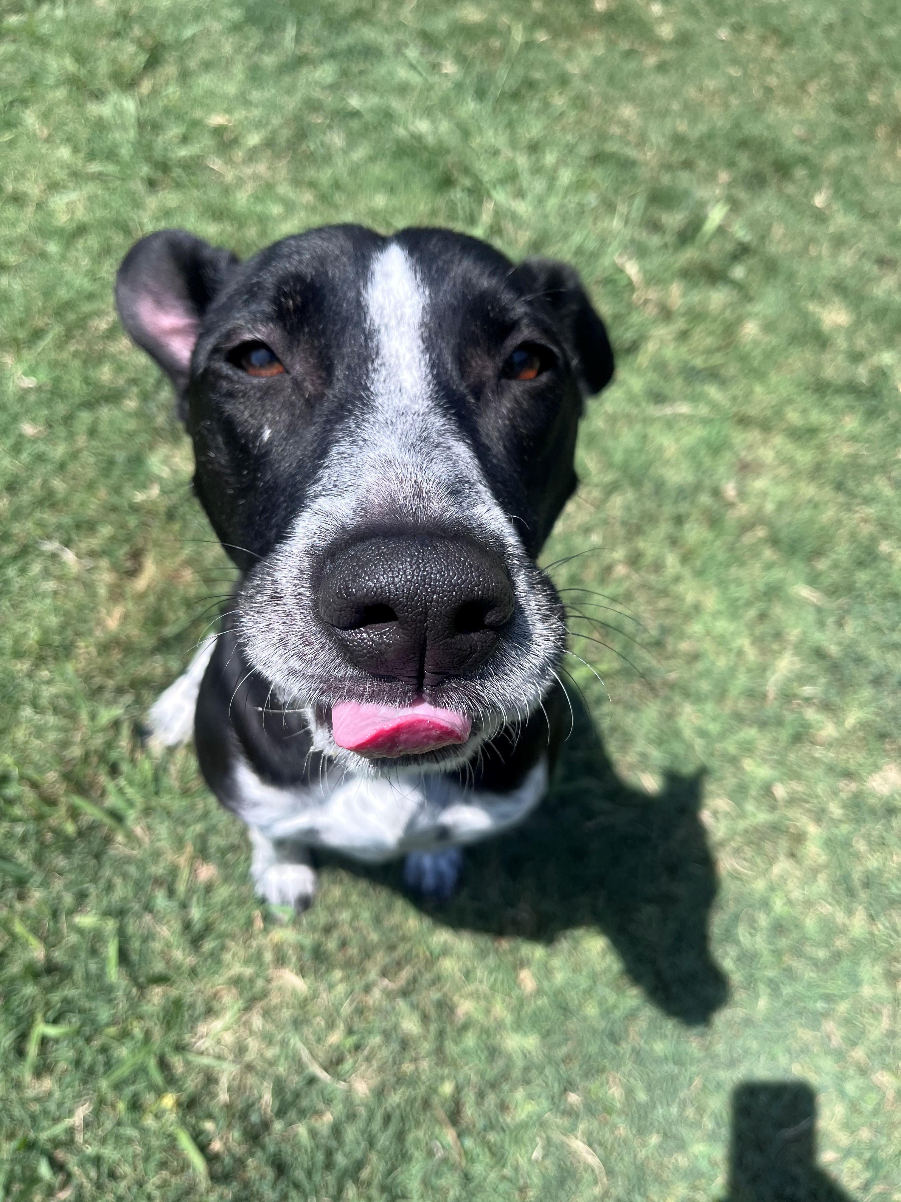 Enlarge Honey A218843 VIP, a Adoptable mixed breed in Plano, TX image 5/6
