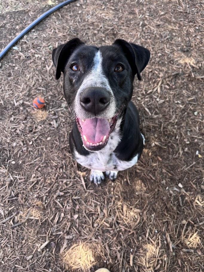 Enlarge Honey A218843 VIP, a Adoptable mixed breed in Plano, TX image 6/6