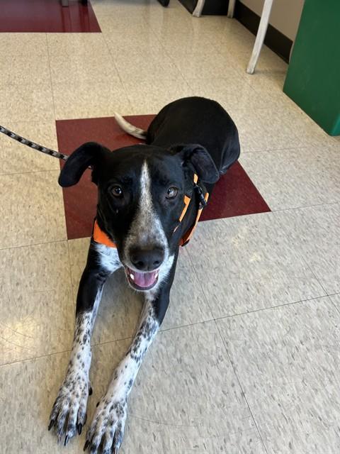 Enlarge Honey A218843 VIP, a Adoptable mixed breed in Plano, TX image 2/6
