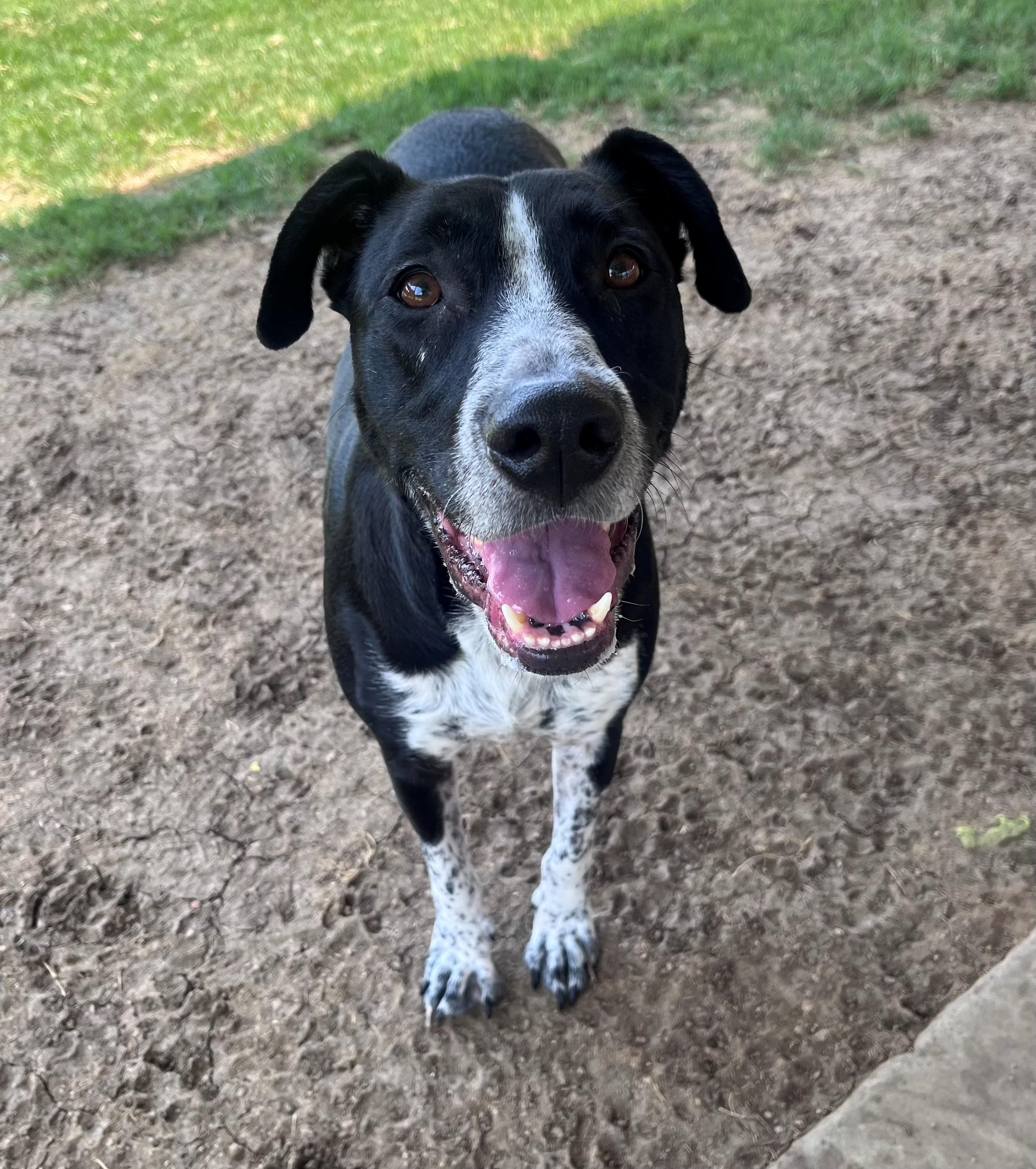 Honey A218843 VIP, Adoptable, Adult Female Labrador Retriever & Pointer.