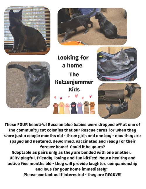 Enlarge Katzenjammer Two, a Adopted Russian Blue in Alpharetta, GA image 1/1