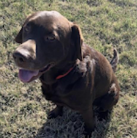 Patrick, Adopted, Adult Male Chocolate Labrador Retriever.