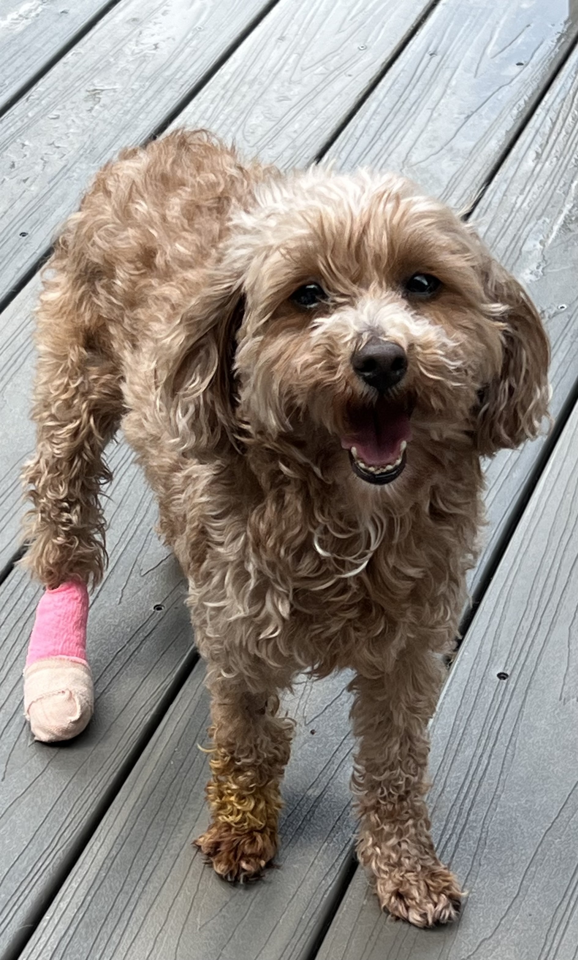 Dog for adoption Amber, a Miniature Poodle in Bridgeton, NJ Petfinder