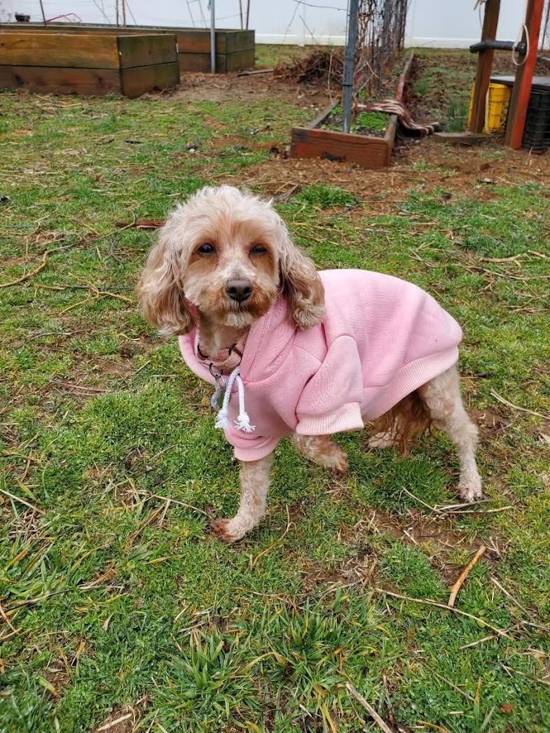 Dog for adoption Amber, a Miniature Poodle in Bridgeton, NJ Petfinder