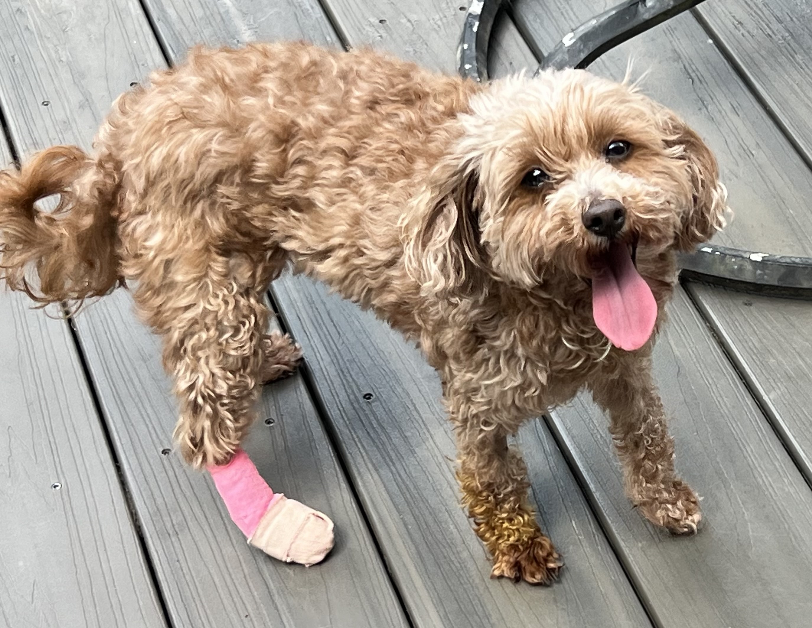 Dog for adoption Amber, a Miniature Poodle in Bridgeton, NJ Petfinder