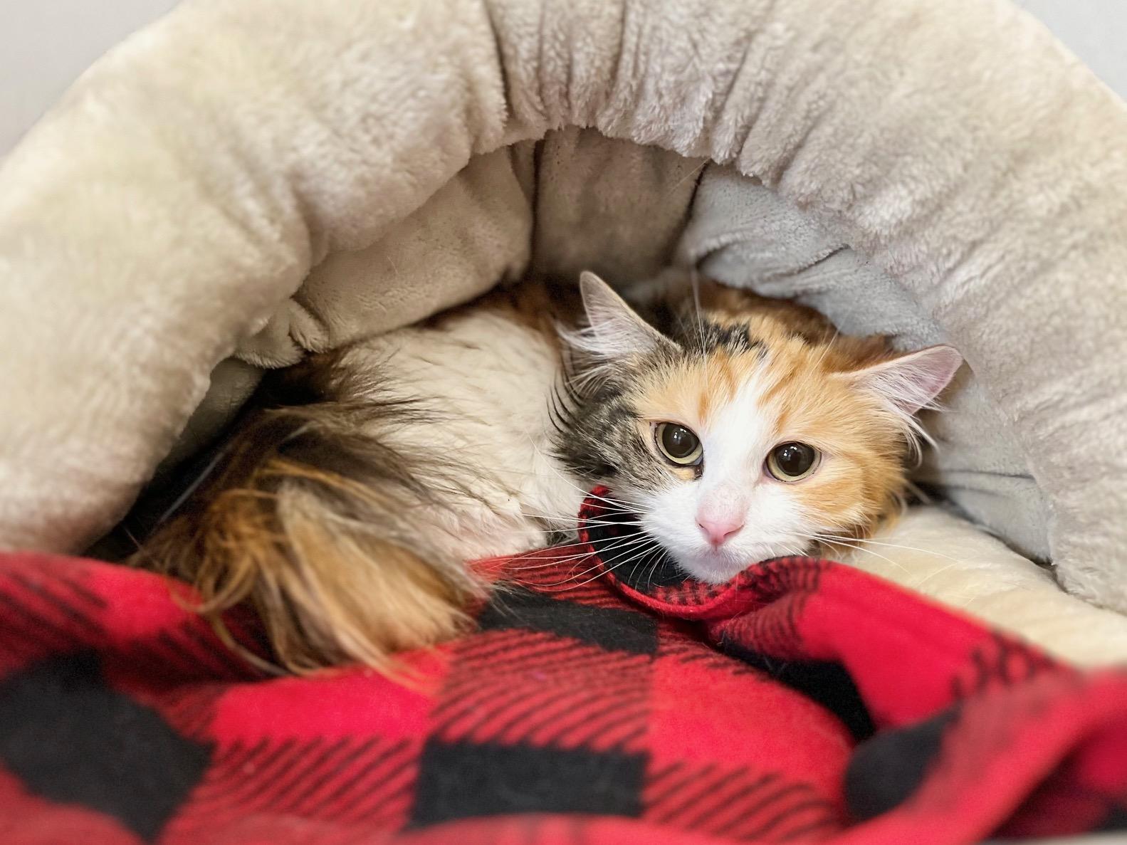 Enlarge Rissa, an adopted Domestic Medium Hair in Boise, ID image 1/1