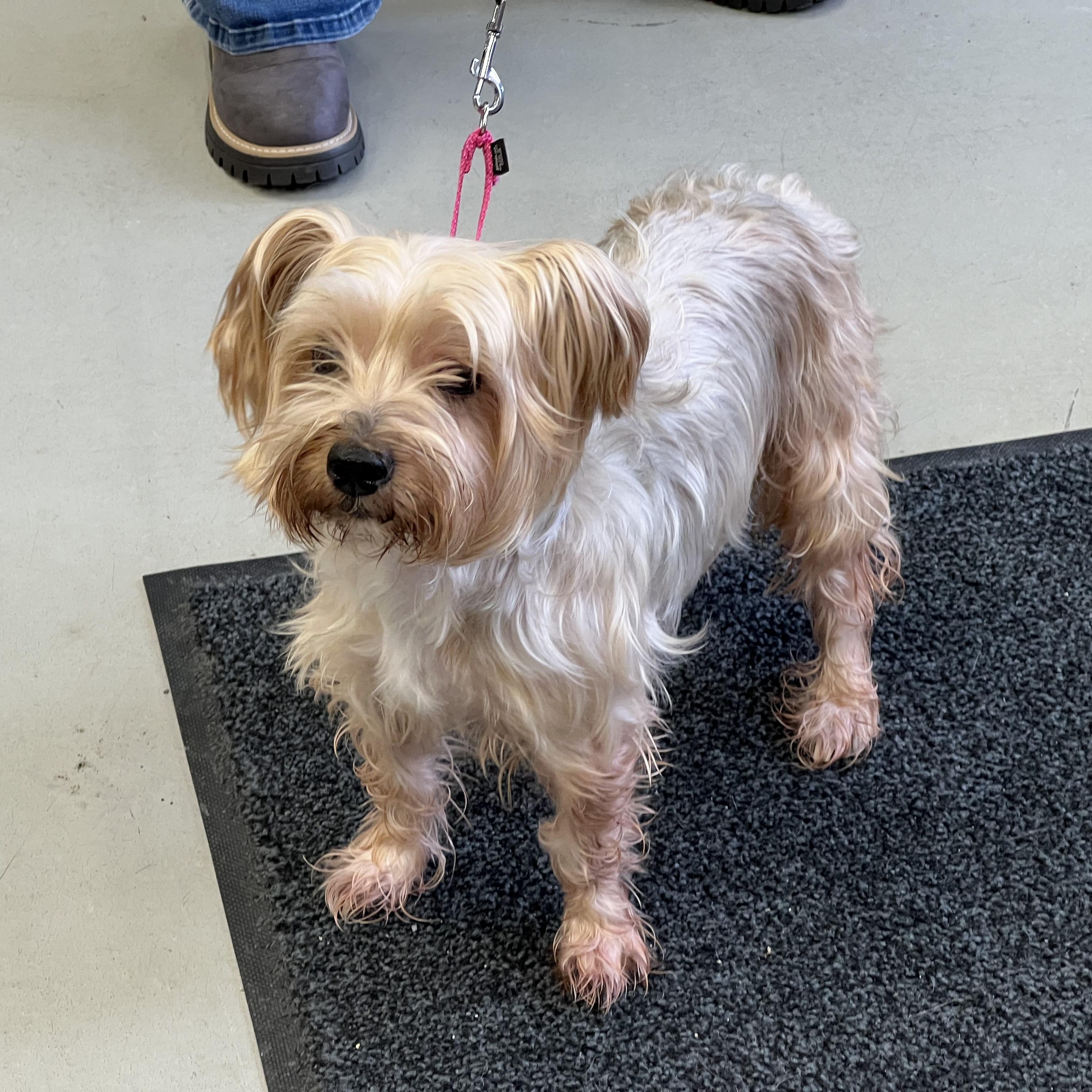 Enlarge Tobias/applications closed, a ADOPTABLE Yorkshire Terrier in Medfield, MA image 3/4