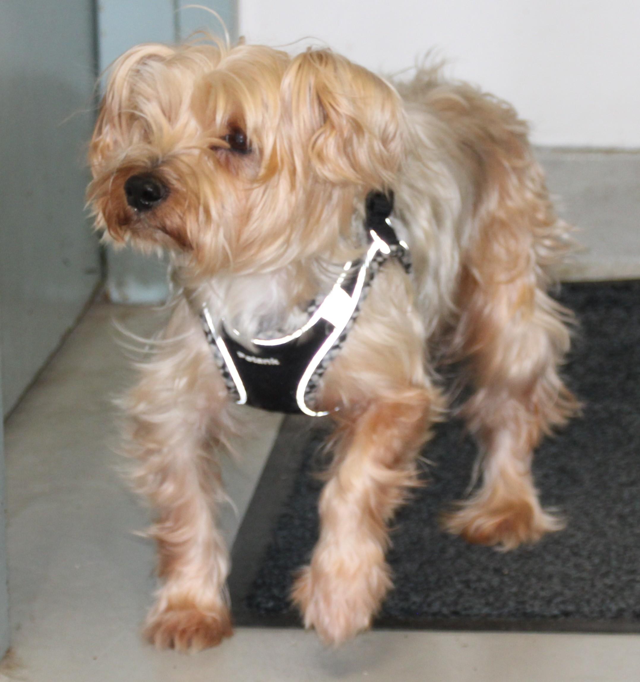 Enlarge Tobias/applications closed, a ADOPTABLE Yorkshire Terrier in Medfield, MA image 2/4
