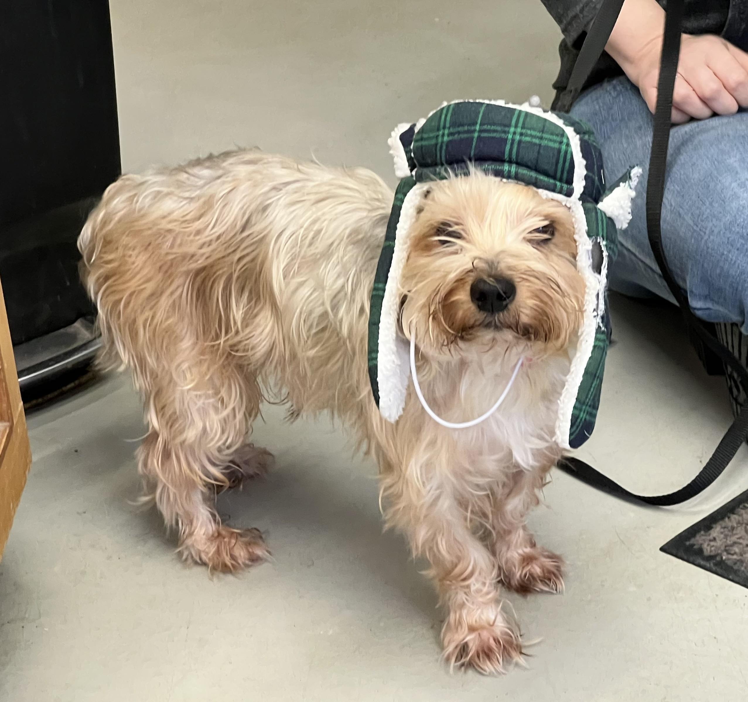 Enlarge Tobias/applications closed, a ADOPTABLE Yorkshire Terrier in Medfield, MA image 4/4