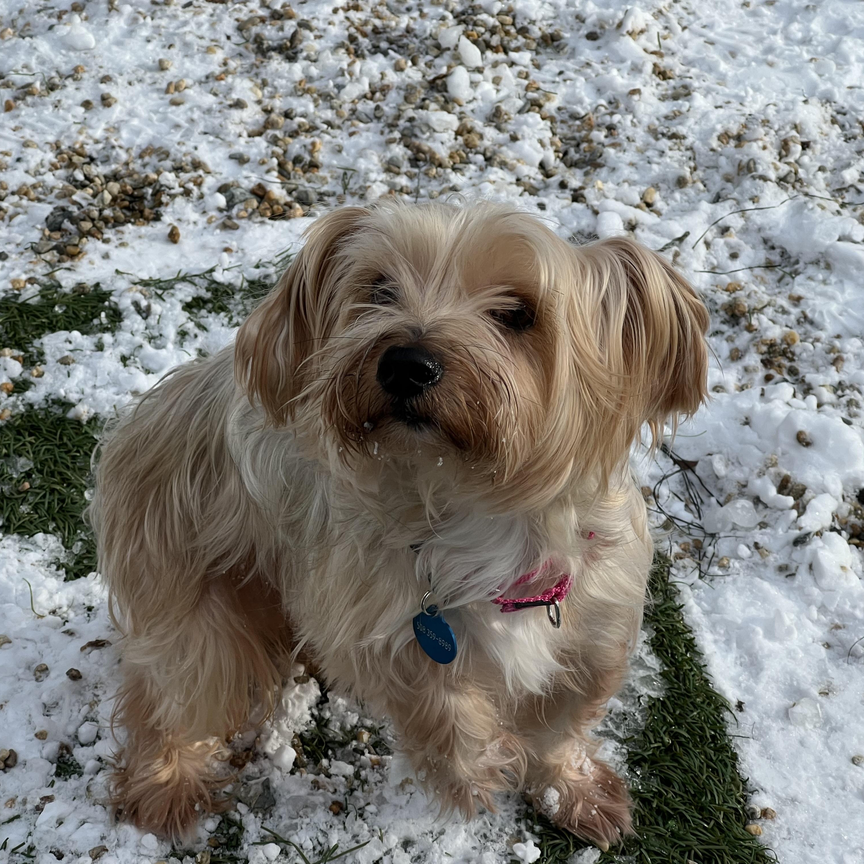 Enlarge Tobias/applications closed, a ADOPTABLE Yorkshire Terrier in Medfield, MA image 1/4