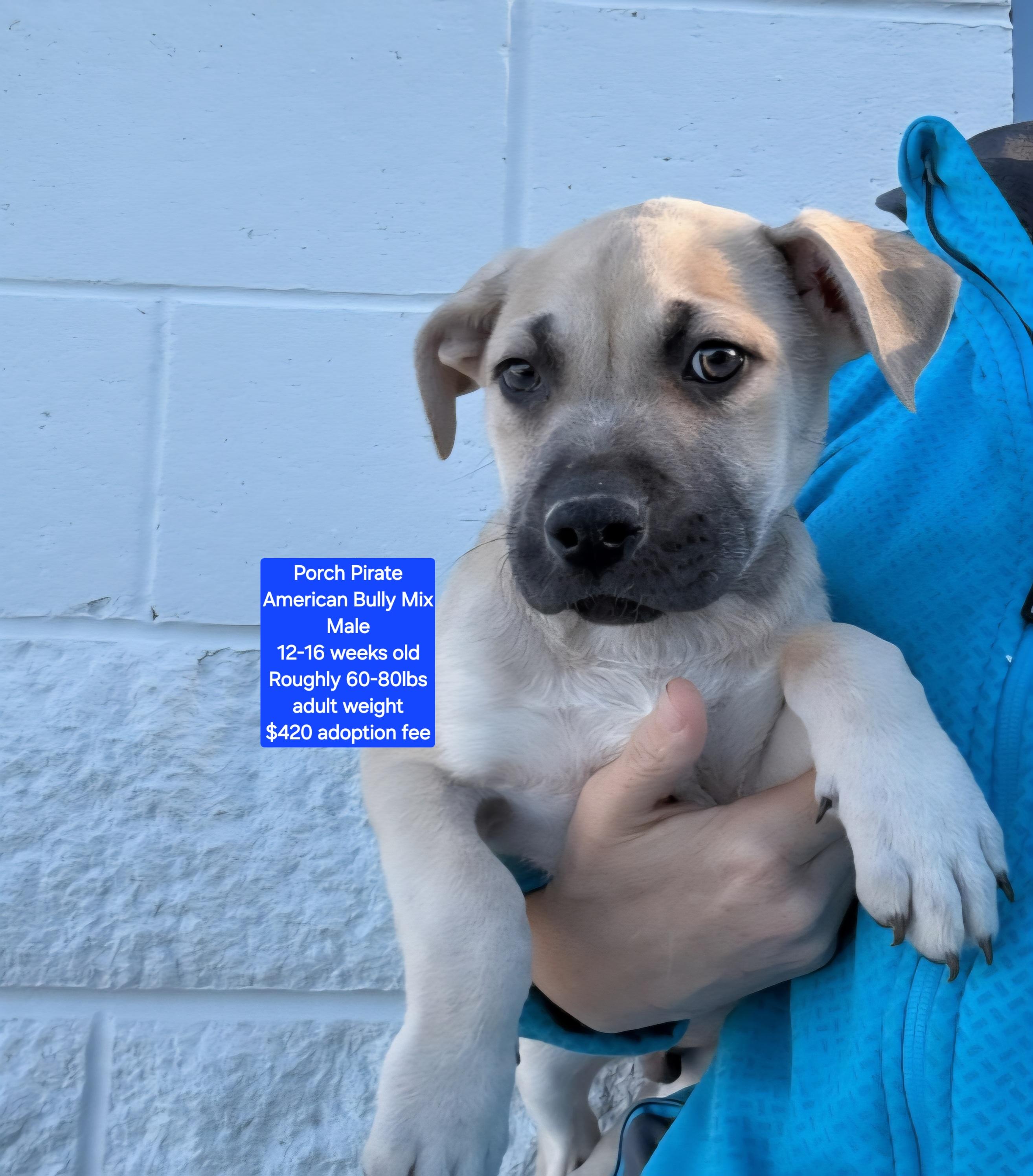 Porch Pirate, ADOPTABLE, Puppy Male American Bully.