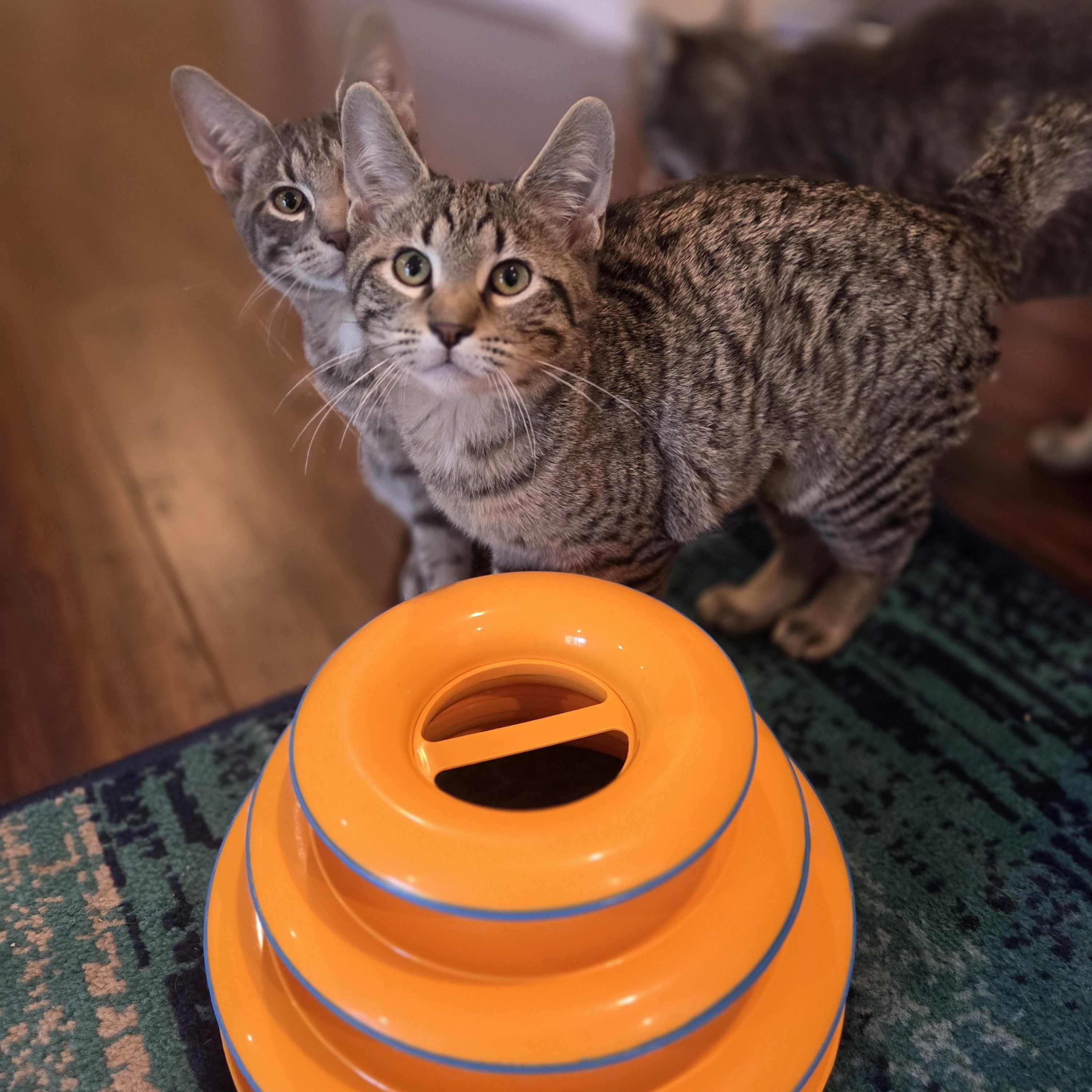 Enlarge Kengi, a Adoptable Domestic Short Hair in Columbia, MO image 5/5