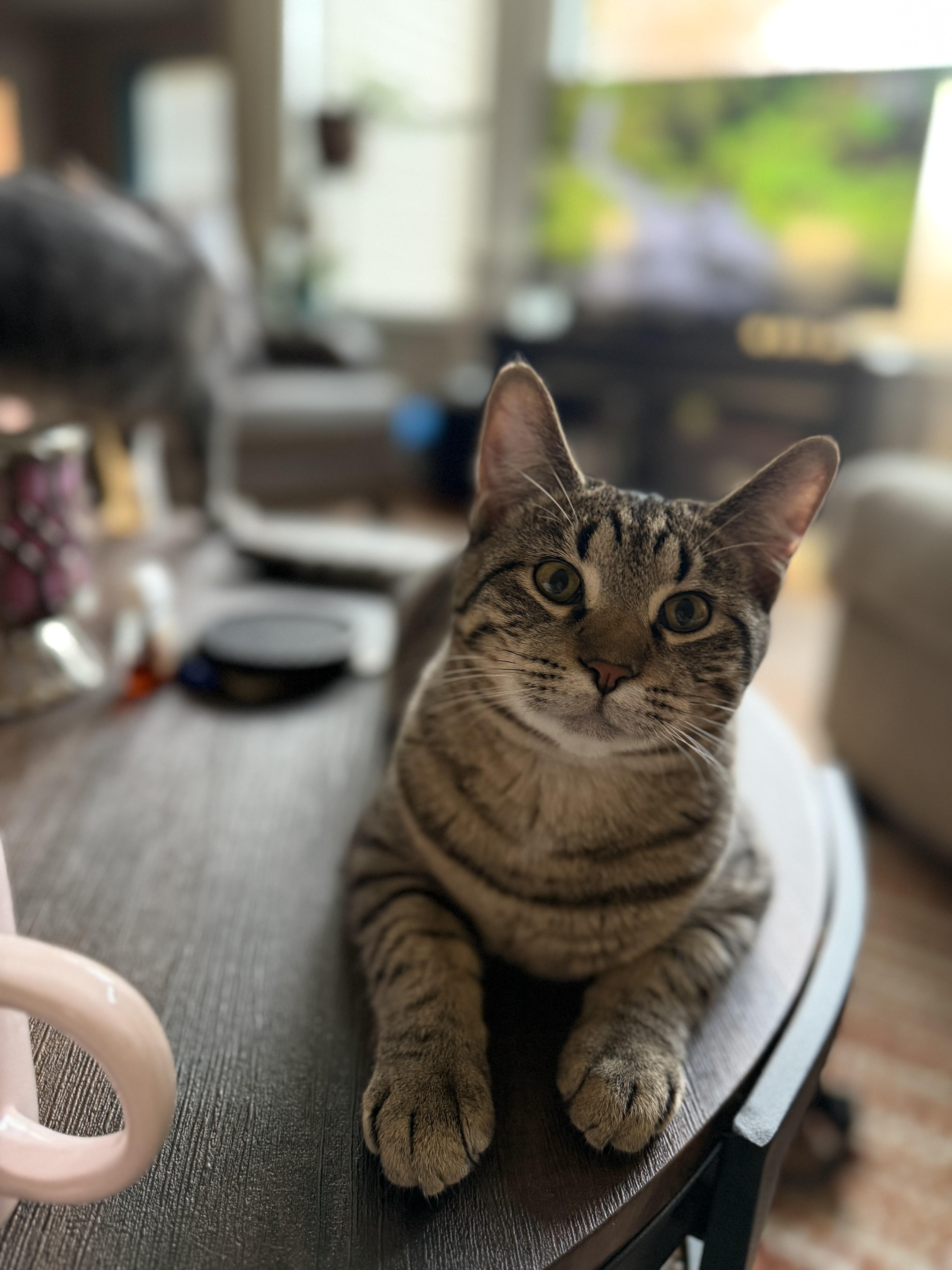 Enlarge Kengi, a Adoptable Domestic Short Hair in Columbia, MO image 2/5