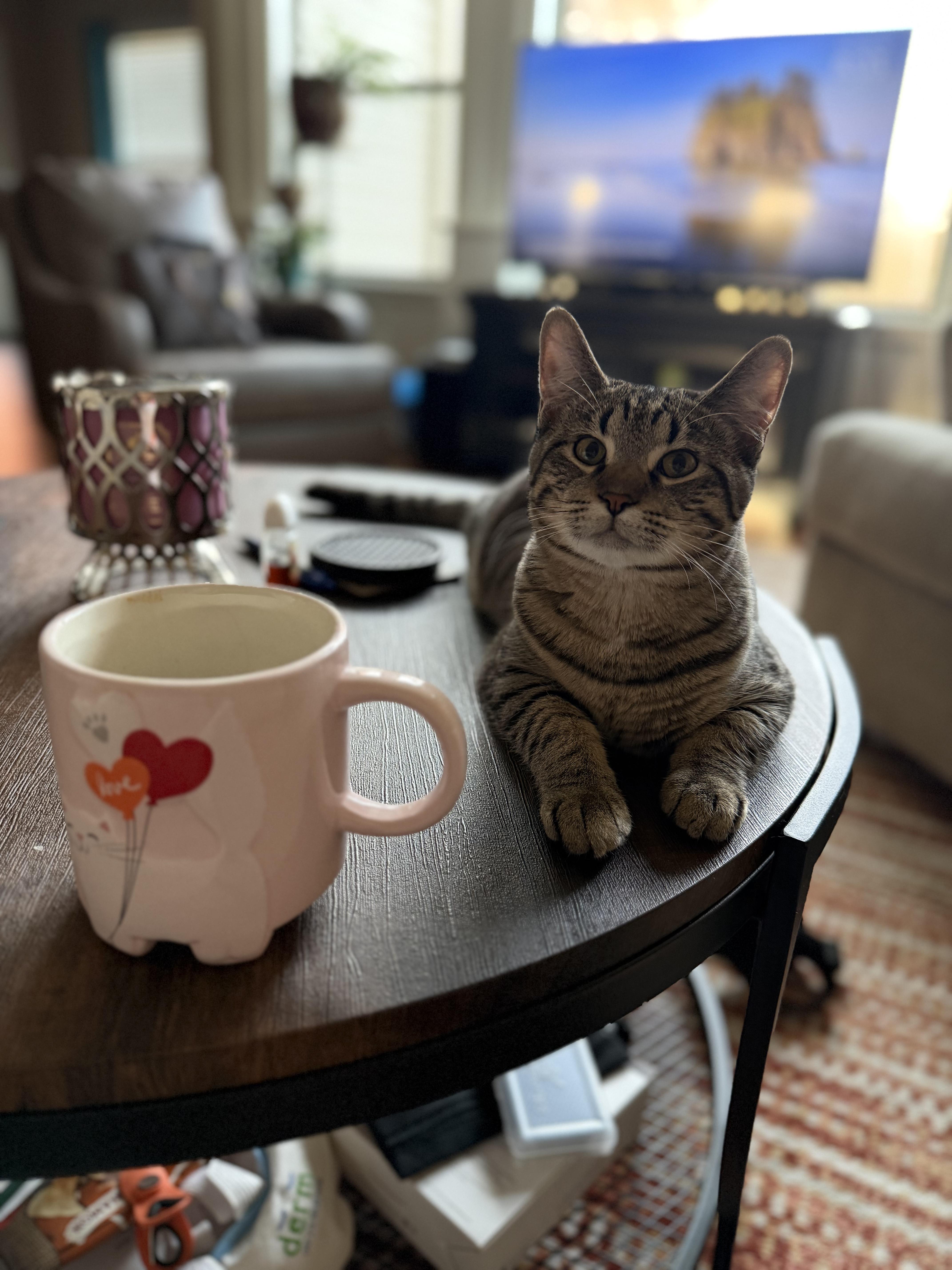 Enlarge Kengi, a Adoptable Domestic Short Hair in Columbia, MO image 1/5