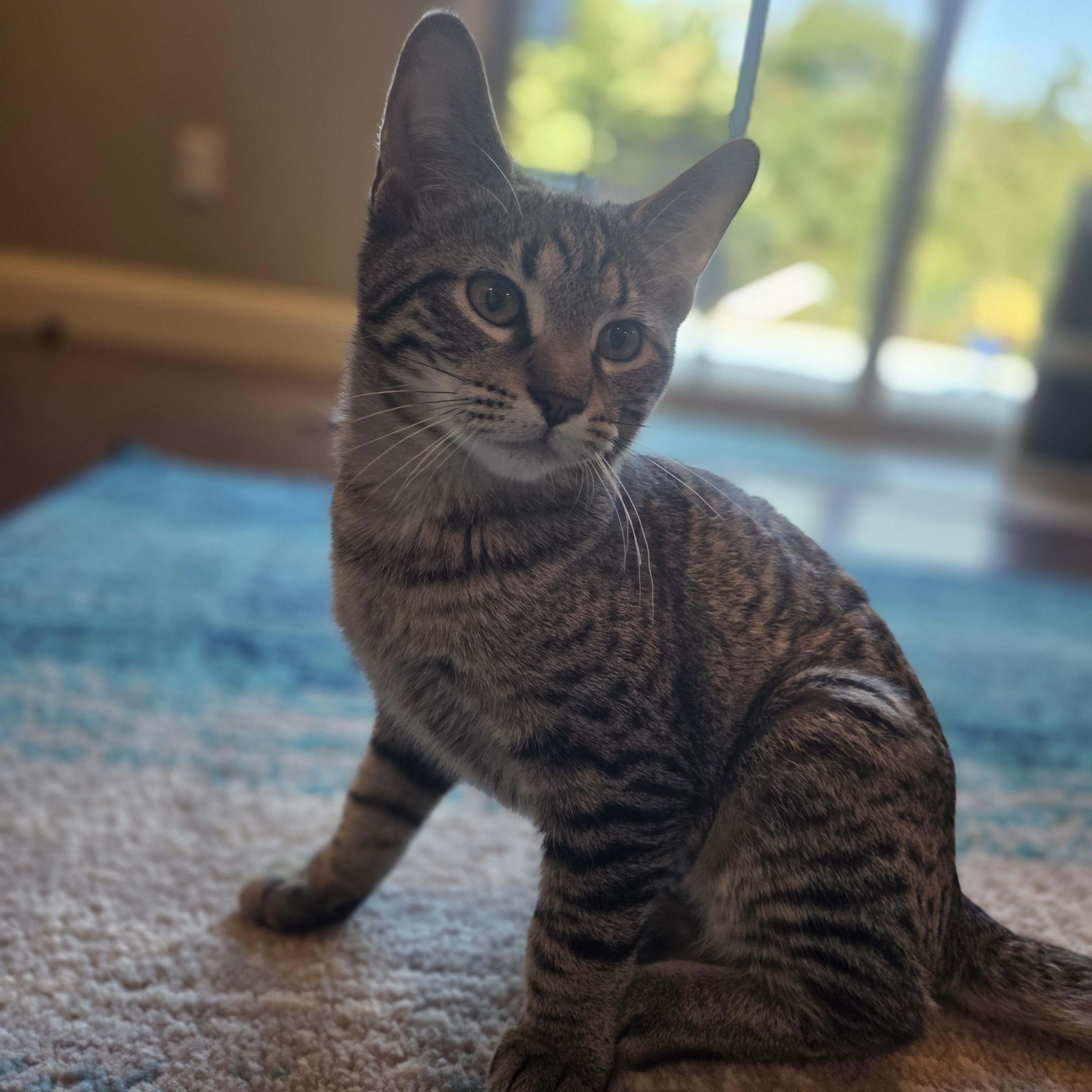 Kengi, Adoptable, Kitten Female Domestic Short Hair.