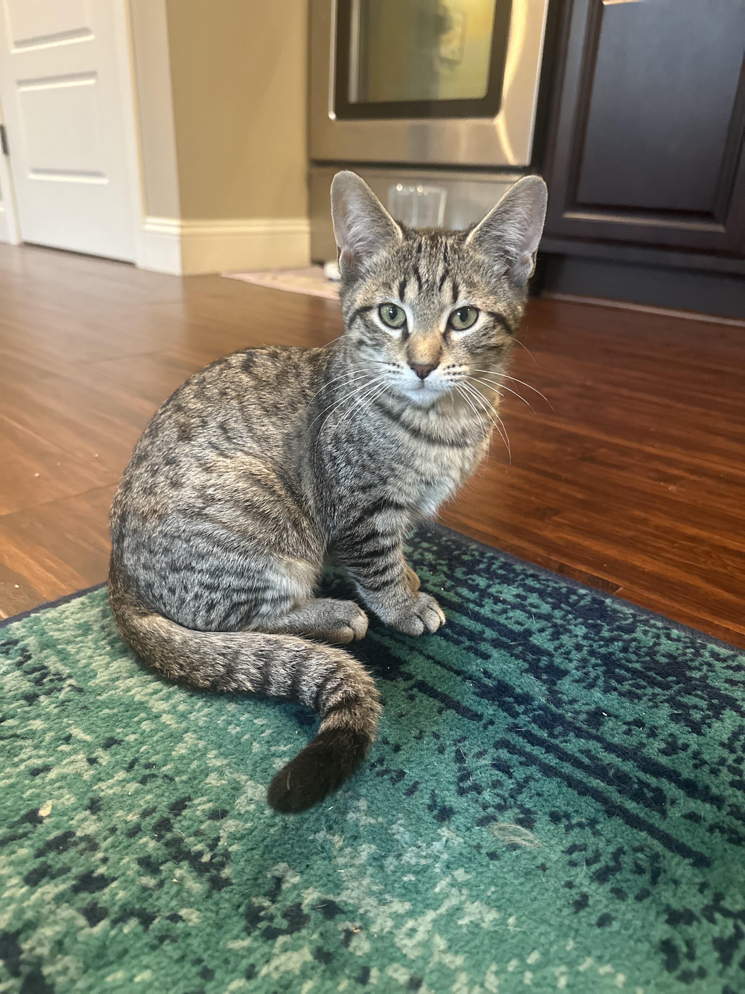 Enlarge Kengi, a Adoptable Domestic Short Hair in Columbia, MO image 4/5