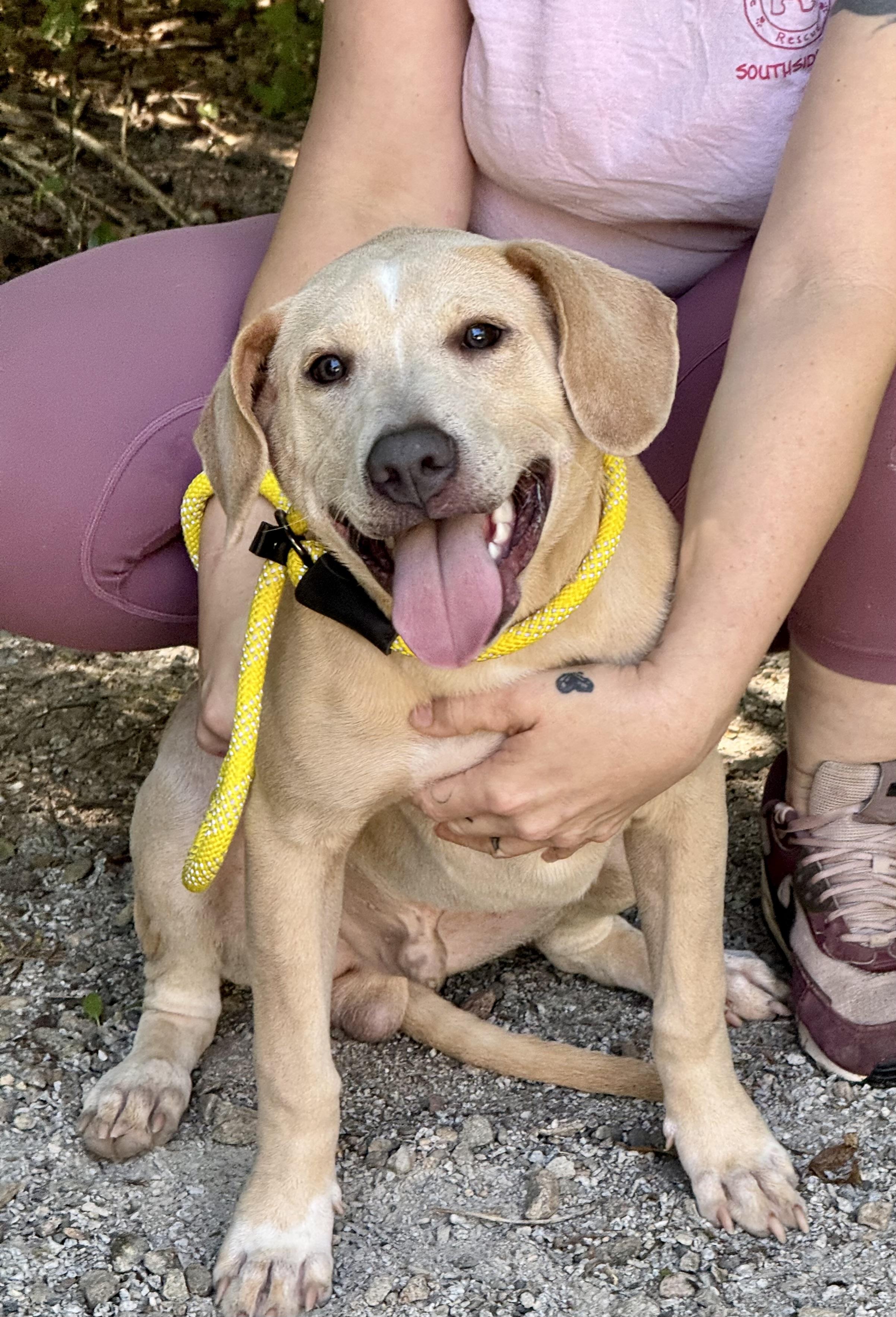 Enlarge Charlie, a ADOPTABLE mixed breed in Richmond, VA image 6/6