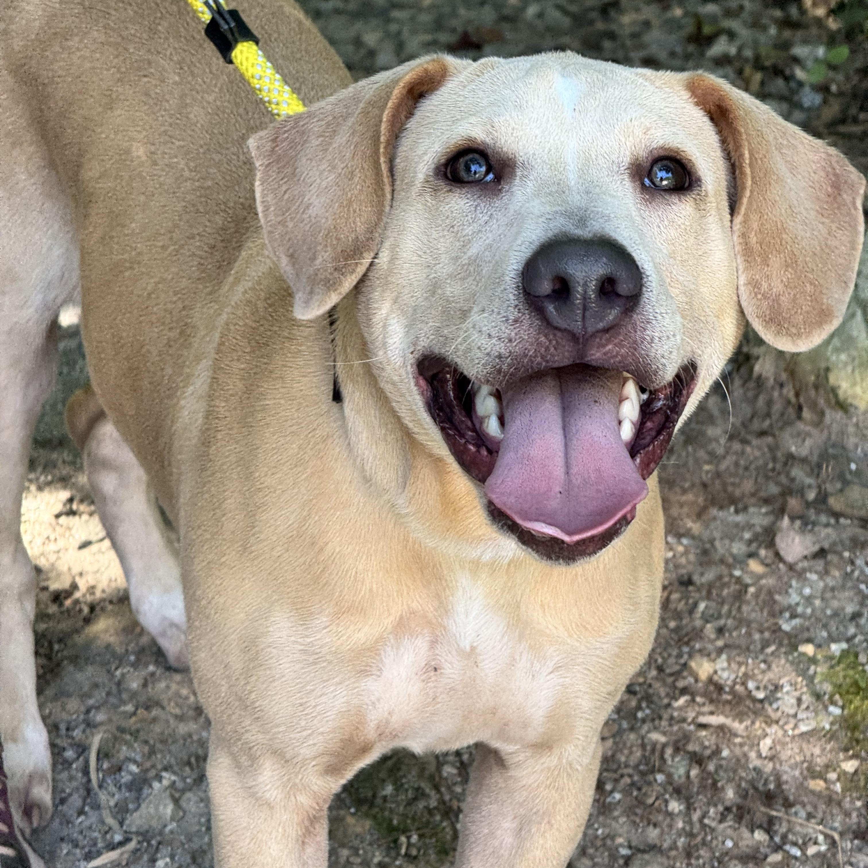 Enlarge Charlie, a ADOPTABLE mixed breed in Richmond, VA image 3/6