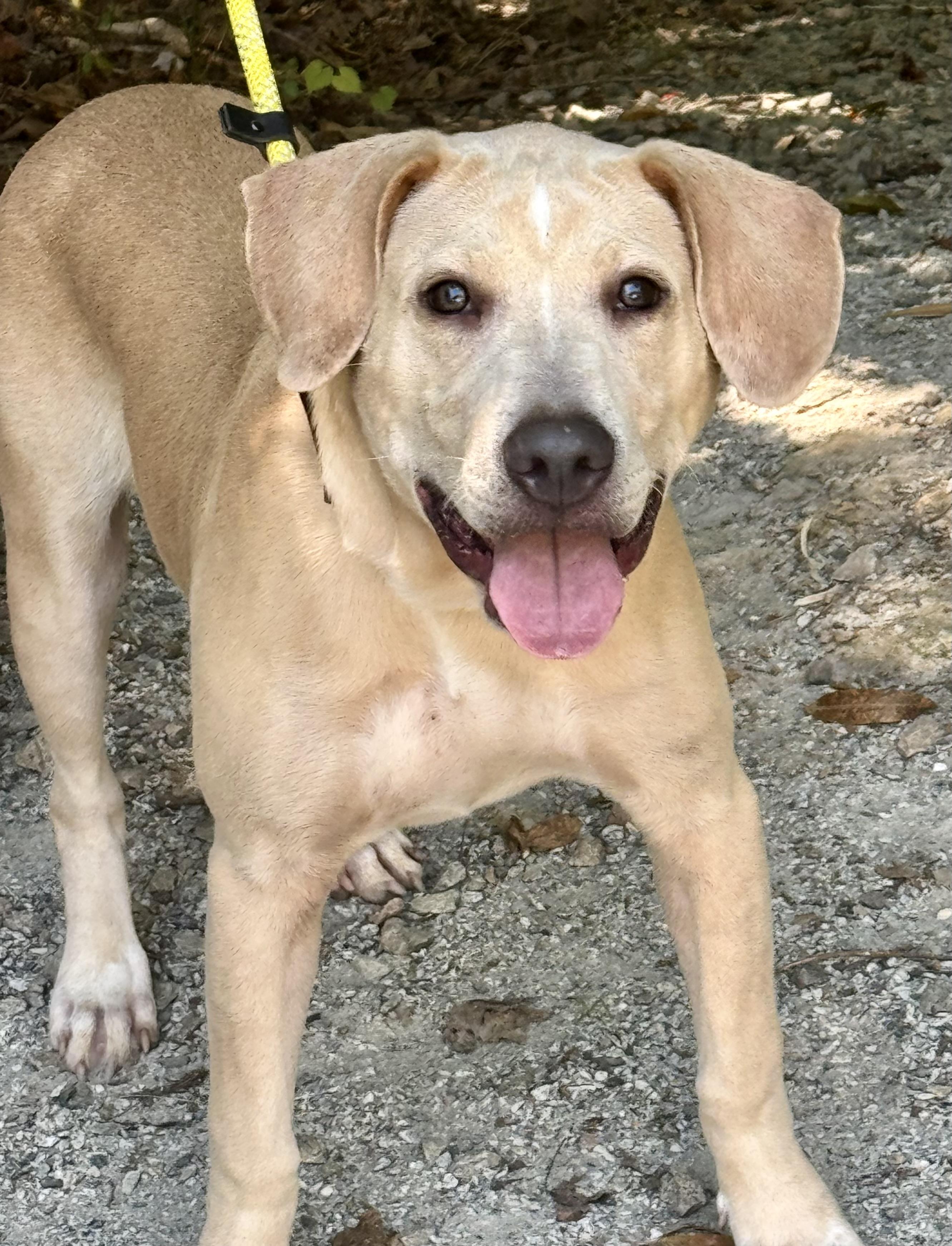 Enlarge Charlie, a ADOPTABLE mixed breed in Richmond, VA image 2/6
