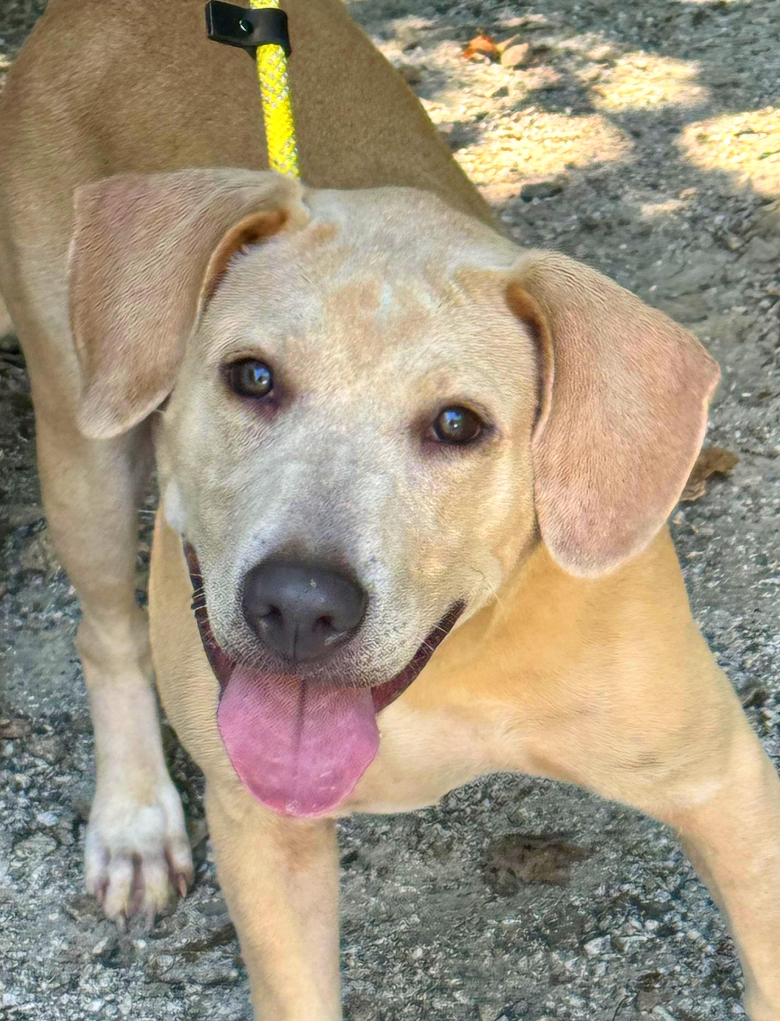 Charlie, Adoptable, Young Male Labrador Retriever.