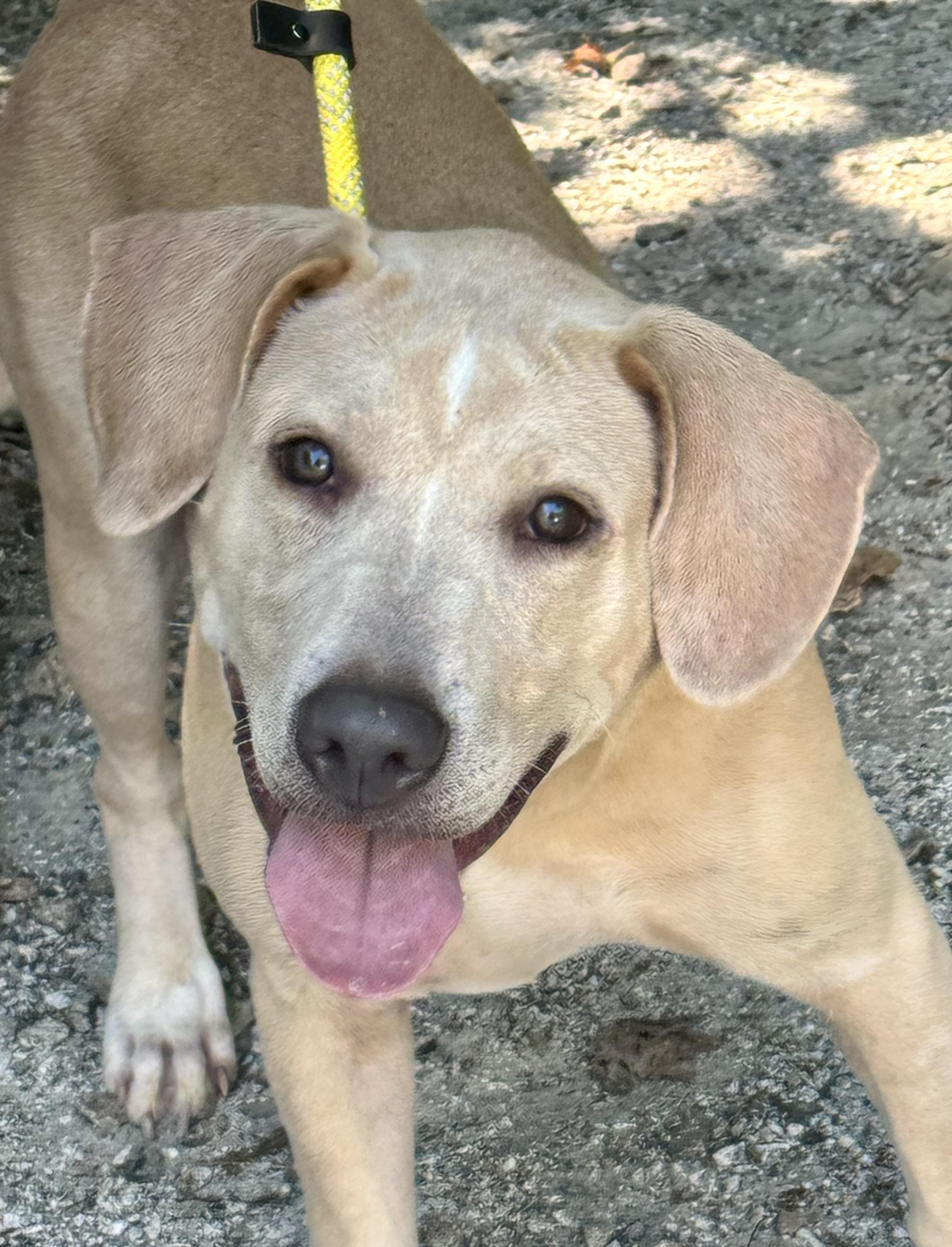 Enlarge Charlie, a ADOPTABLE mixed breed in Richmond, VA image 1/6