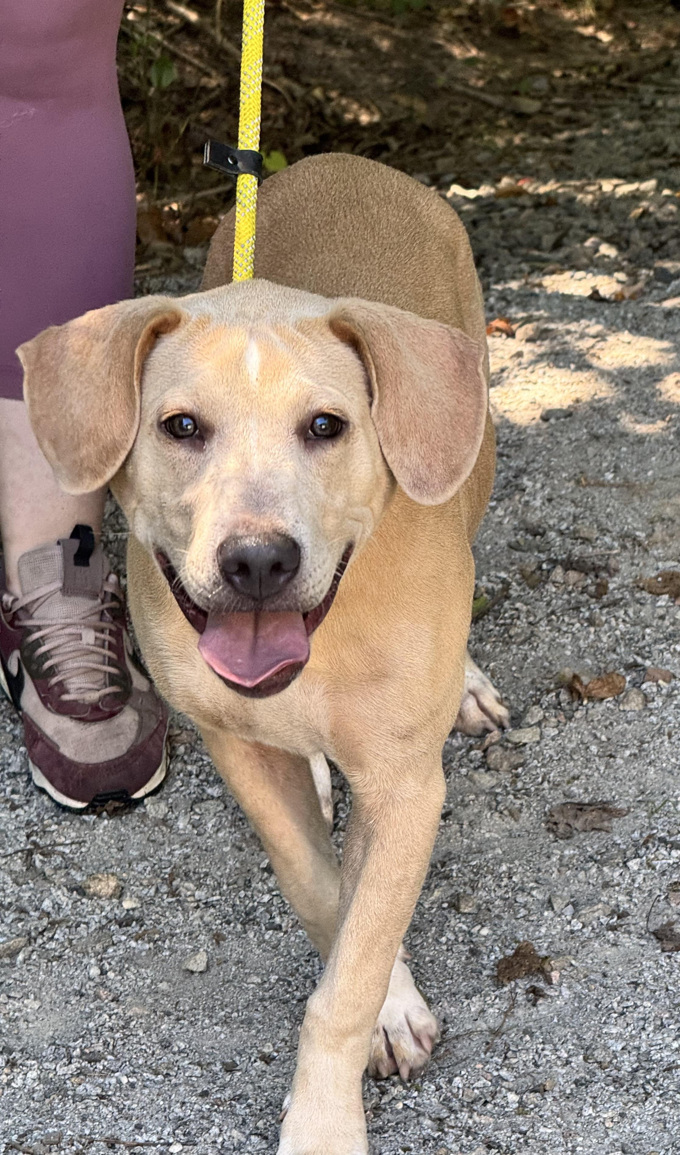Enlarge Charlie, a ADOPTABLE mixed breed in Richmond, VA image 4/6