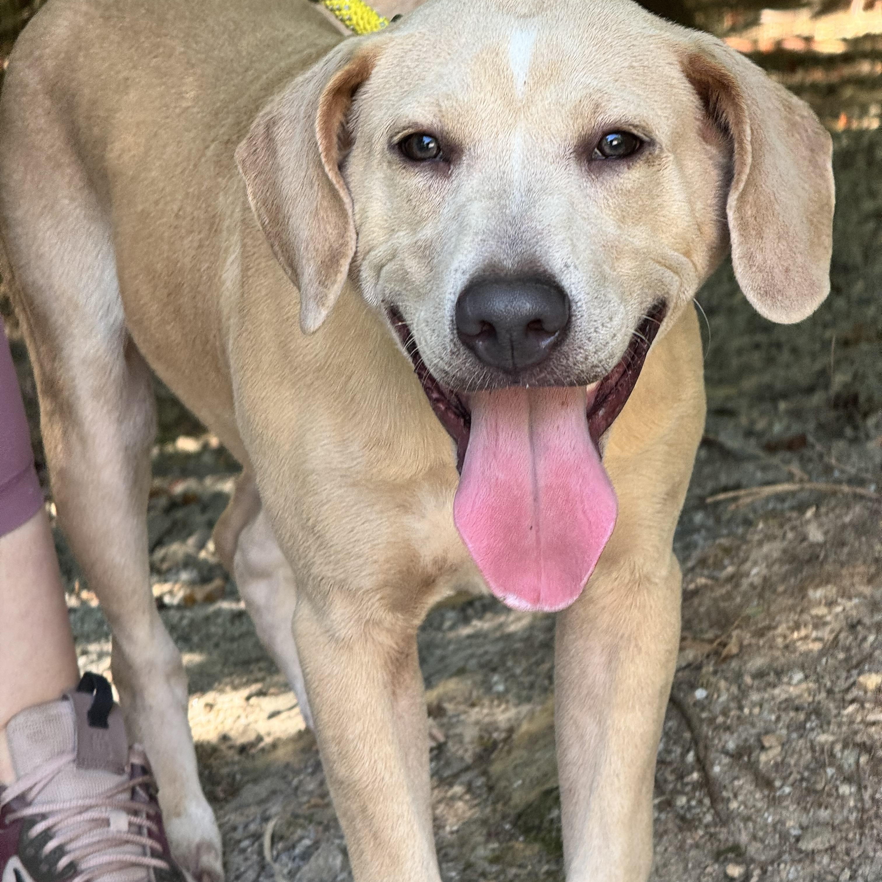 Enlarge Charlie, a ADOPTABLE mixed breed in Richmond, VA image 5/6