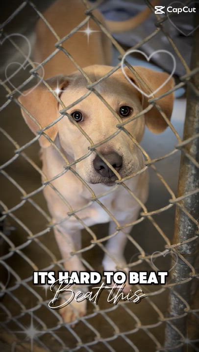 Enlarge Charlie, a Adoptable mixed breed in Richmond, VA video 6/6